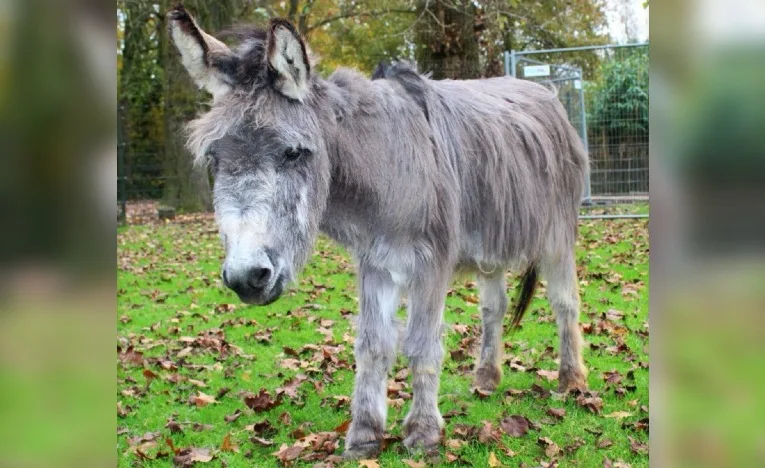 Basje (47), oudste ezel van Nederland, overleden: 'Steeds meer kwaaltjes'