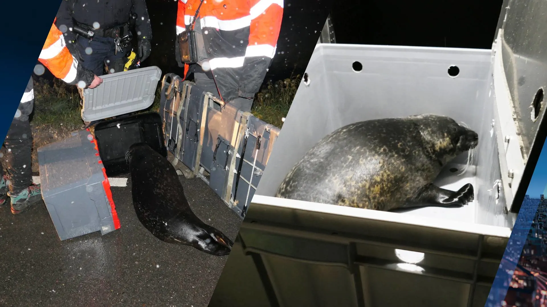 Gevonden zeehond maakte hele tocht door provincie: 'Hij was moe en heel mak'
