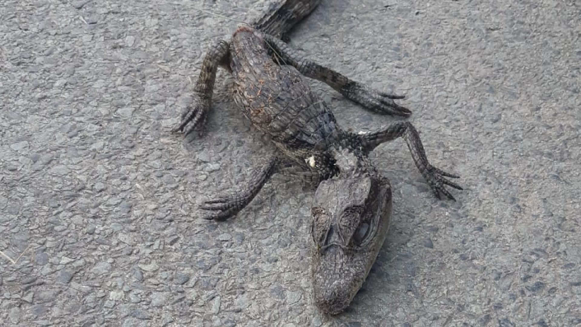 Dode kaaiman gevonden in Tilburg, mogelijk gedumpt