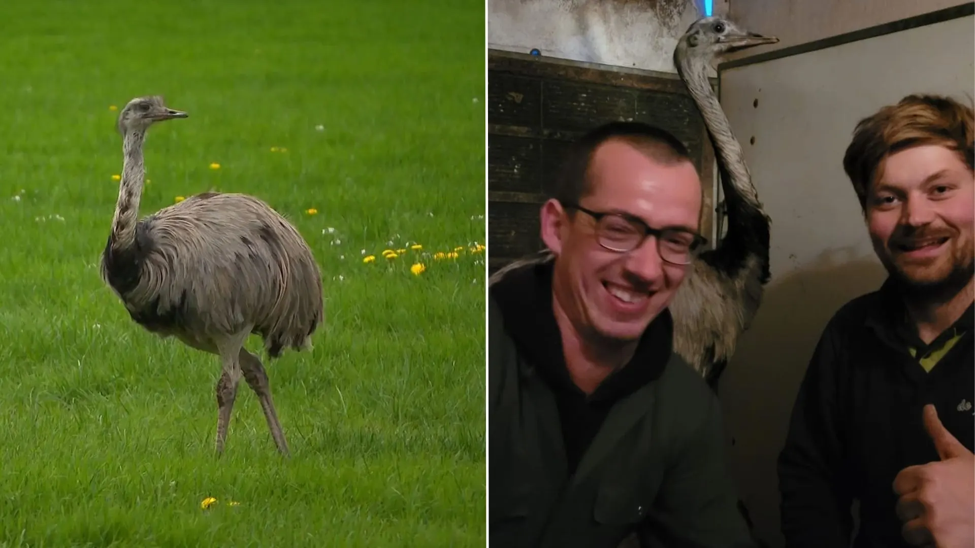 Nandoe van hoogbejaarde eigenaren na weken ronddwalen eindelijk gevangen