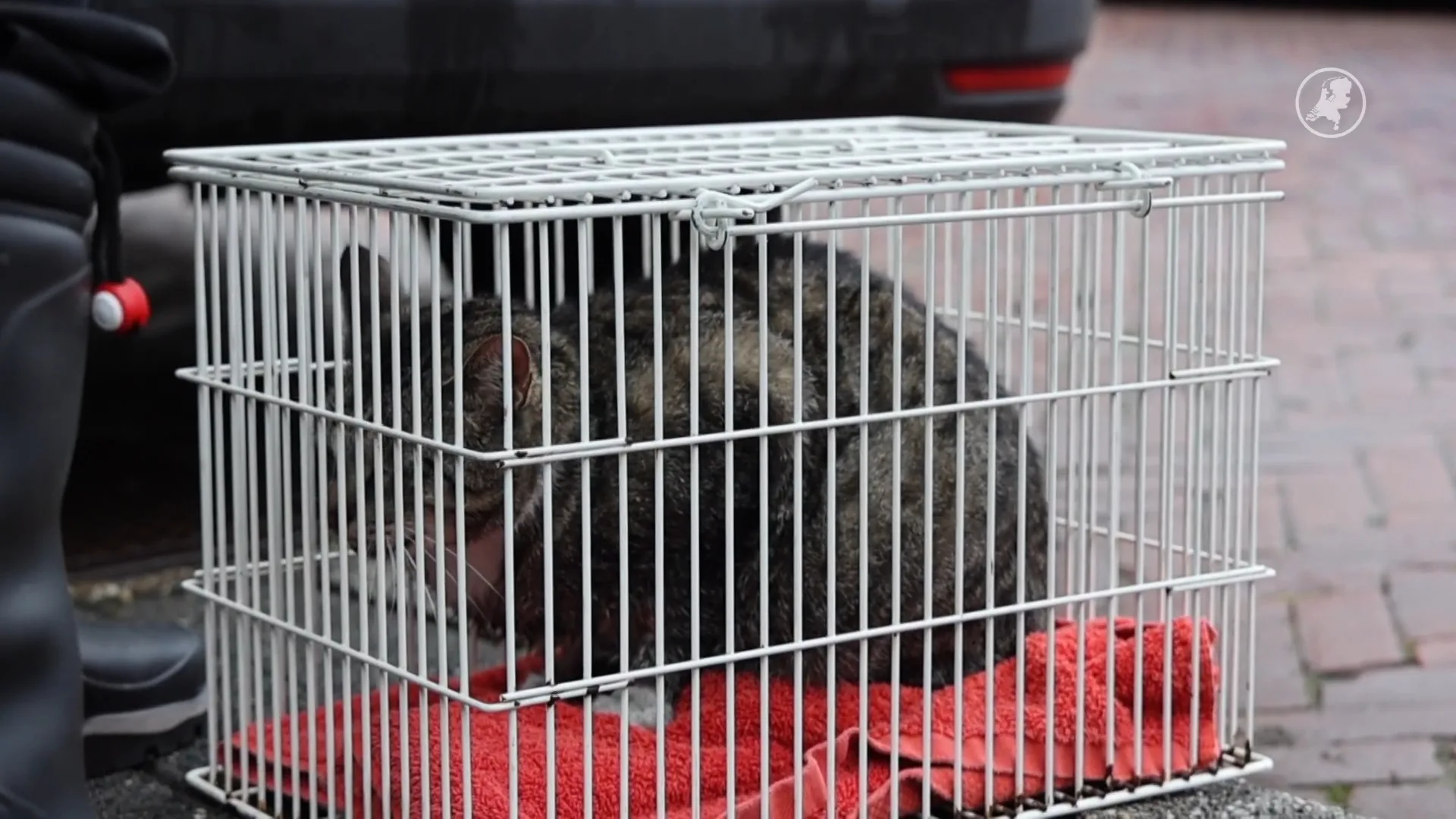 Brandweer redt twee katten uit brandende woning