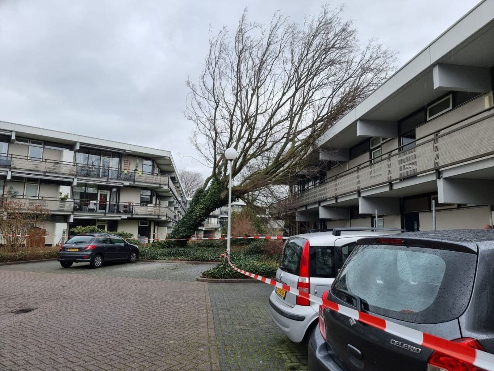 Omgewaaide bomen en vliegende dakpannen: storm Evert raast over Nederland