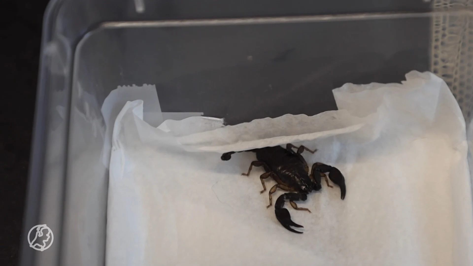 Verrassing uit Vietnam: schorpioen wandelt drie weken na vakantie door Rijswijkse woning