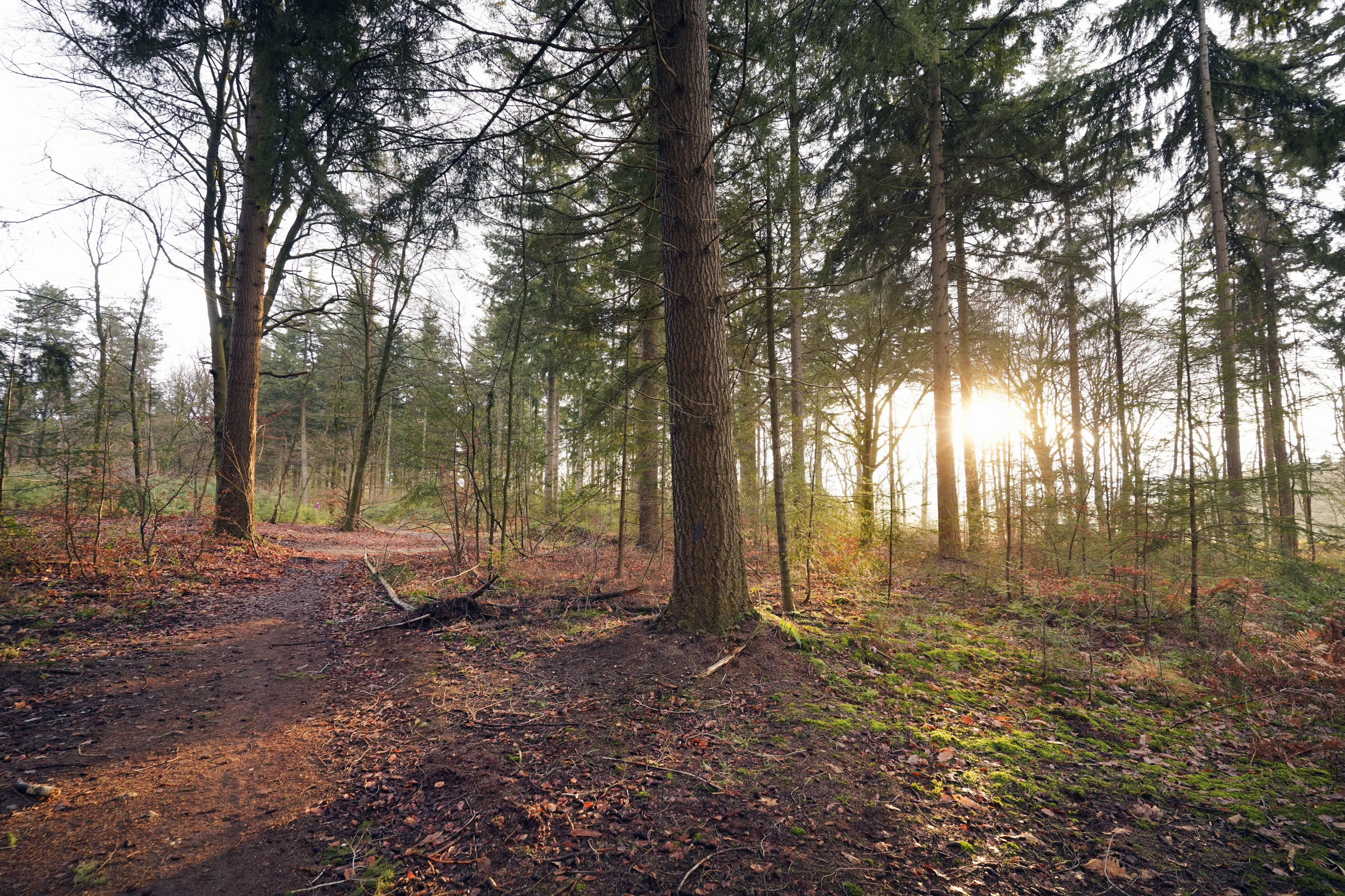 Fraaie herfstdag voor de boeg: wind verdwijnt en zon komt tevoorschijn