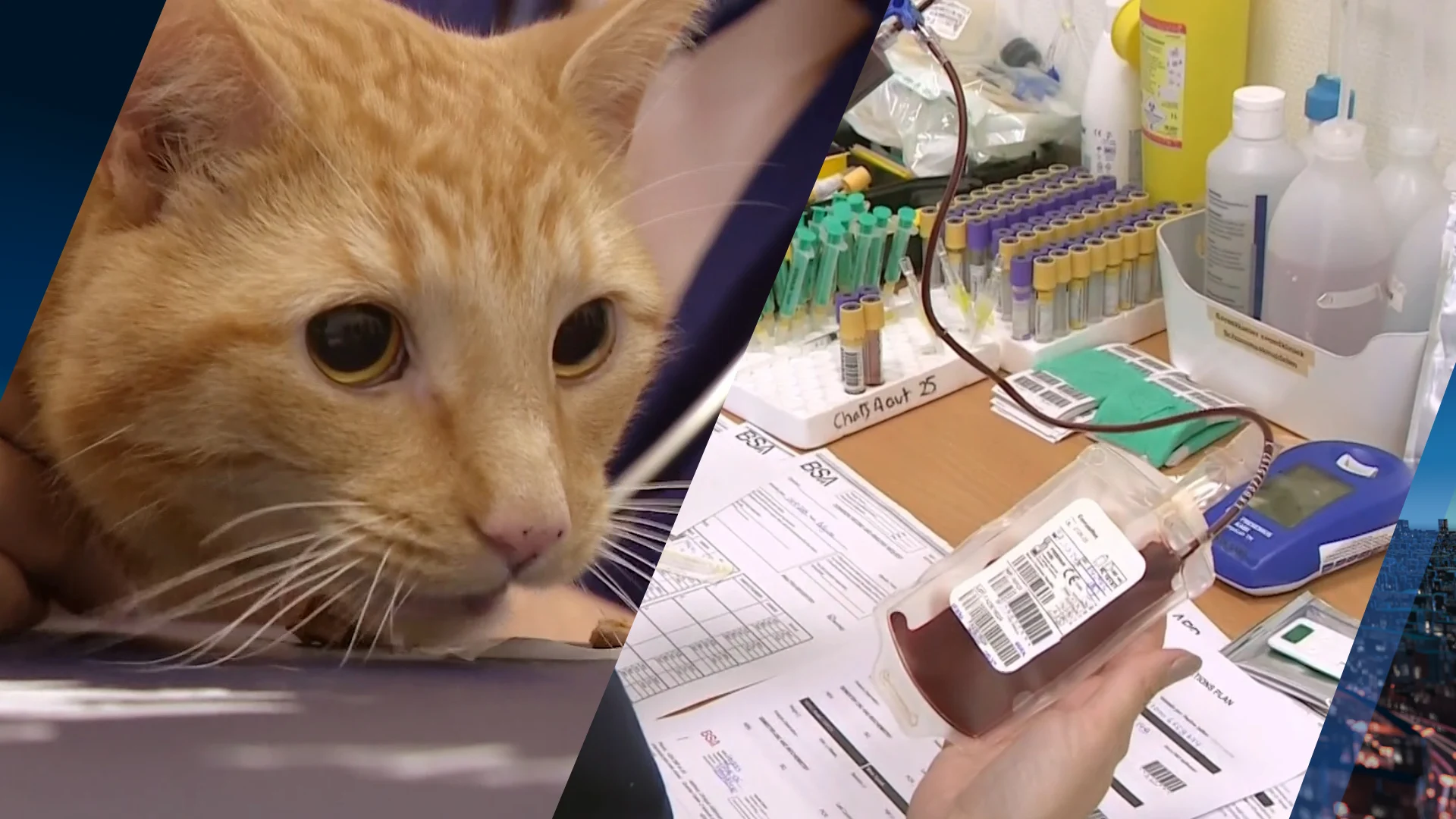 Klinieken slaan alarm: katten- en hondenbloed hard nodig bij spoedgevallen