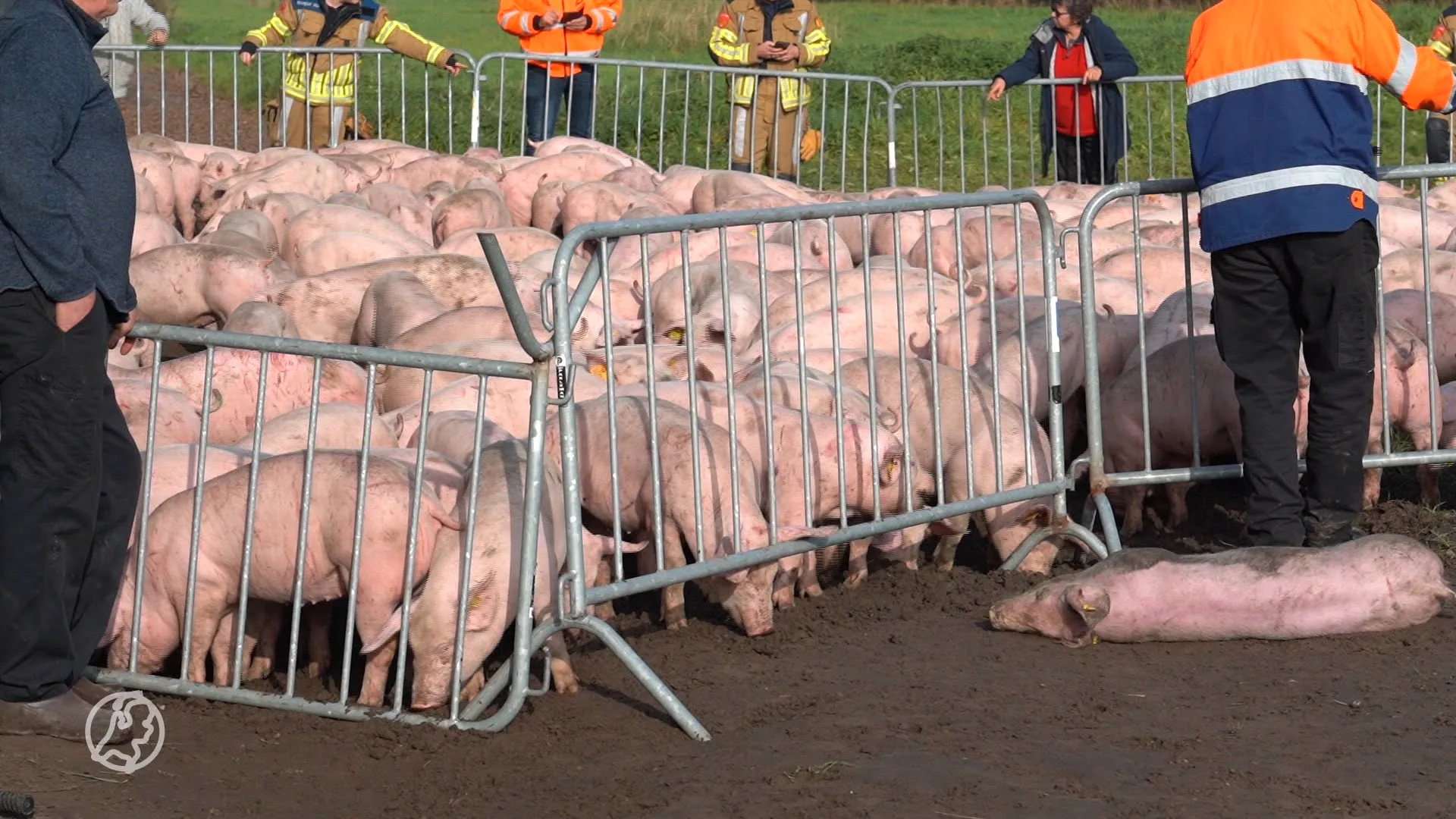 Zeker 25 varkens dood na kantelen aanhanger met bij Baarle-Nassau