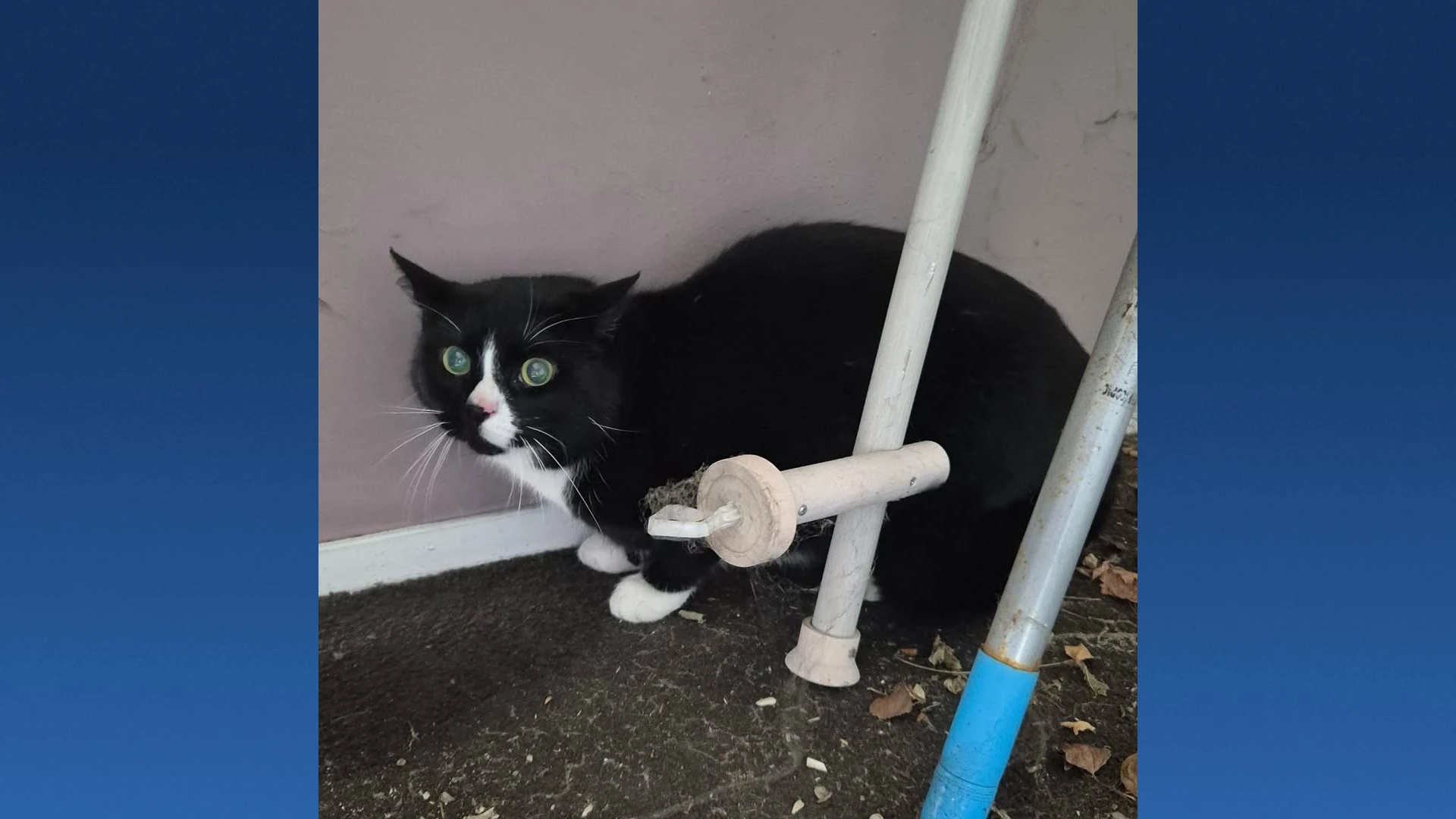 Kat drie maanden na overlijden baasje gevonden in woning: 'Moederziel alleen'