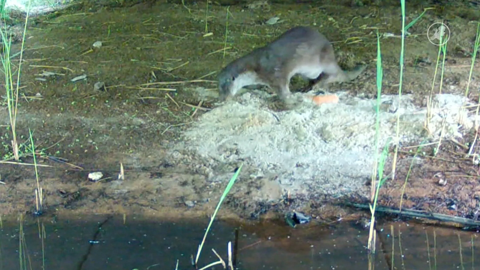 Otters in natuurgebied De Onlanden zeer populair