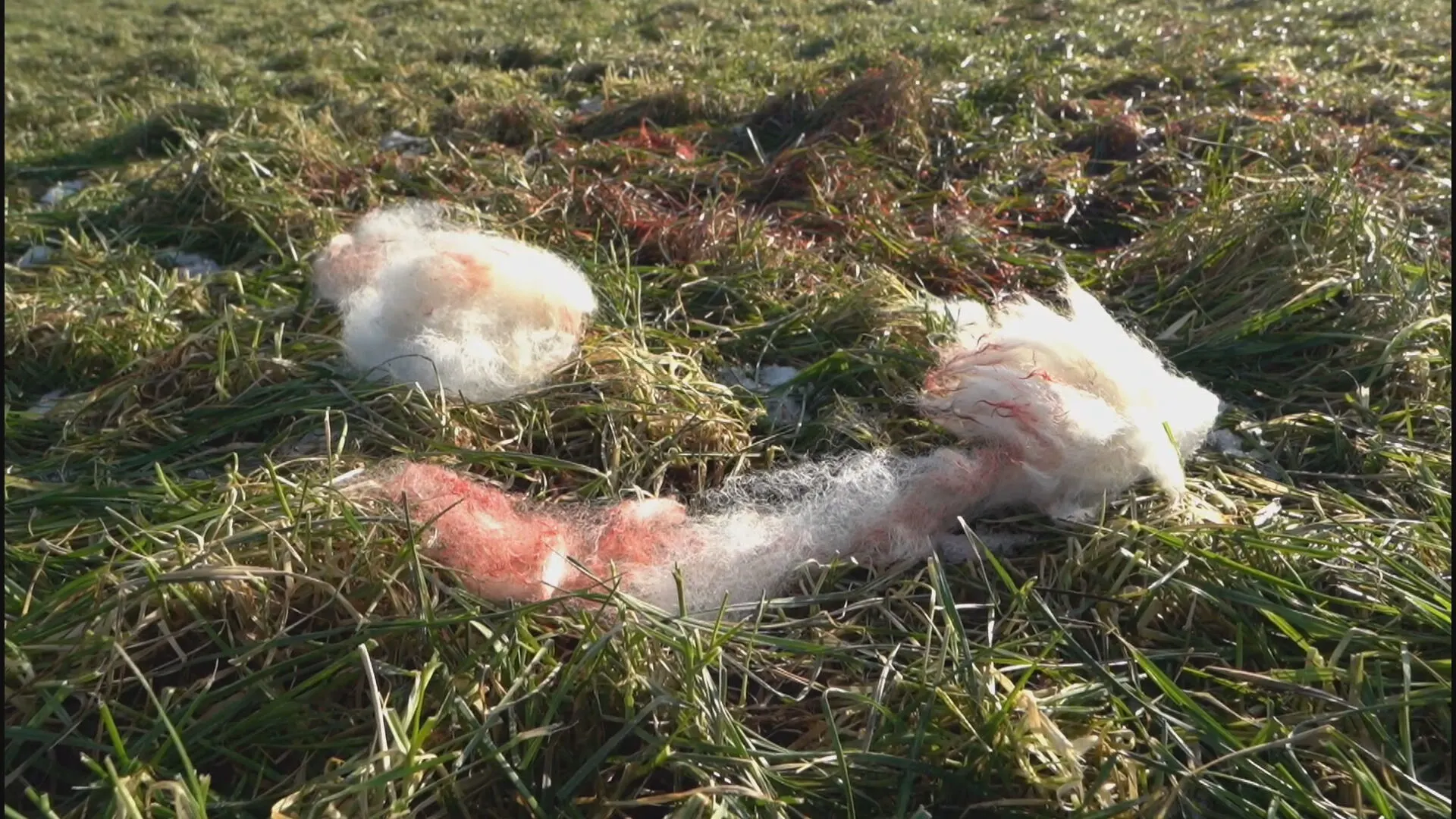 Agractie-voorman Bart Kemp treft slagveld aan in zijn weiland 