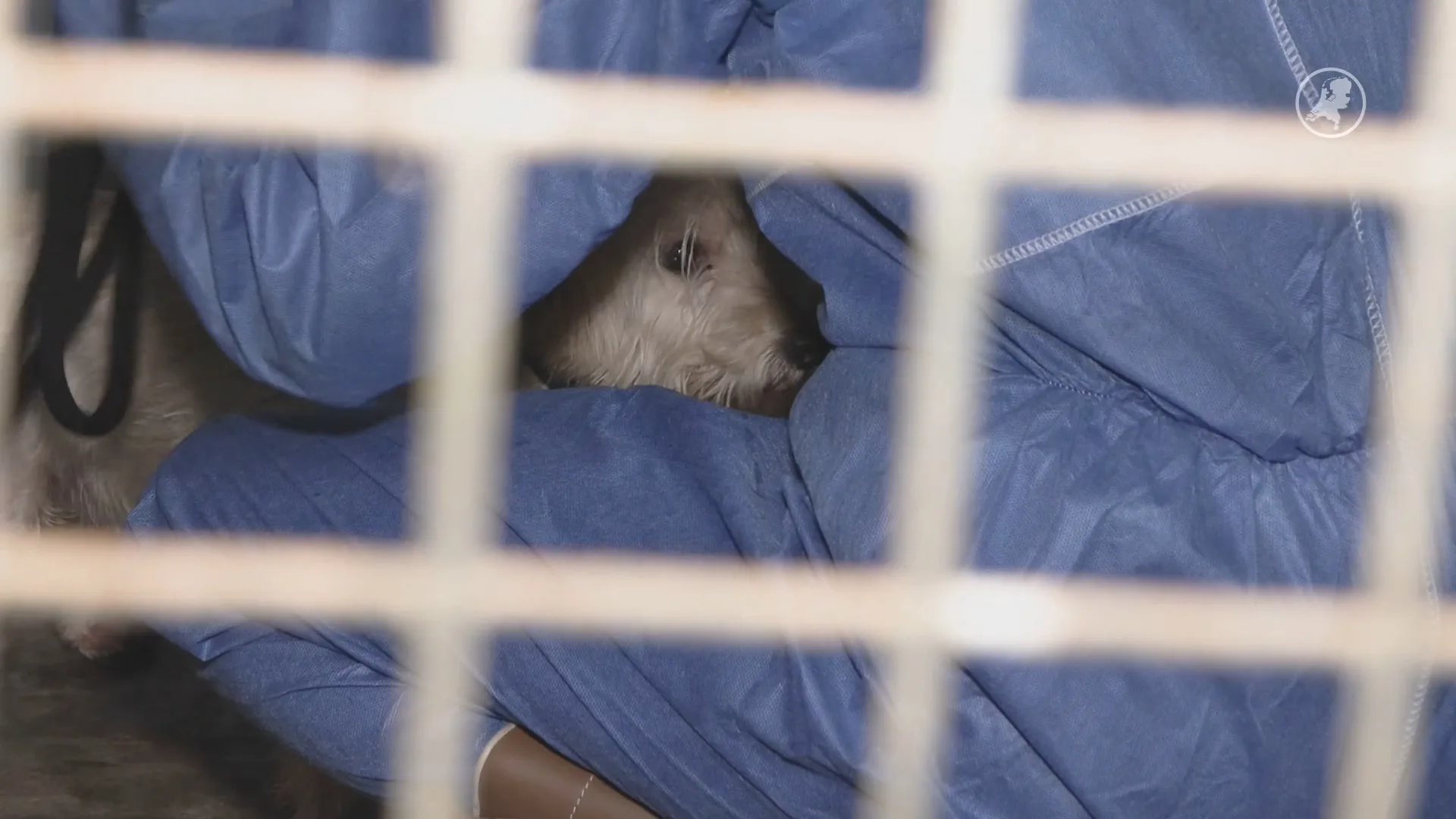 Celstraf voor 'horrorfokker' Jan P. uit Eersel om verwaarlozing dieren