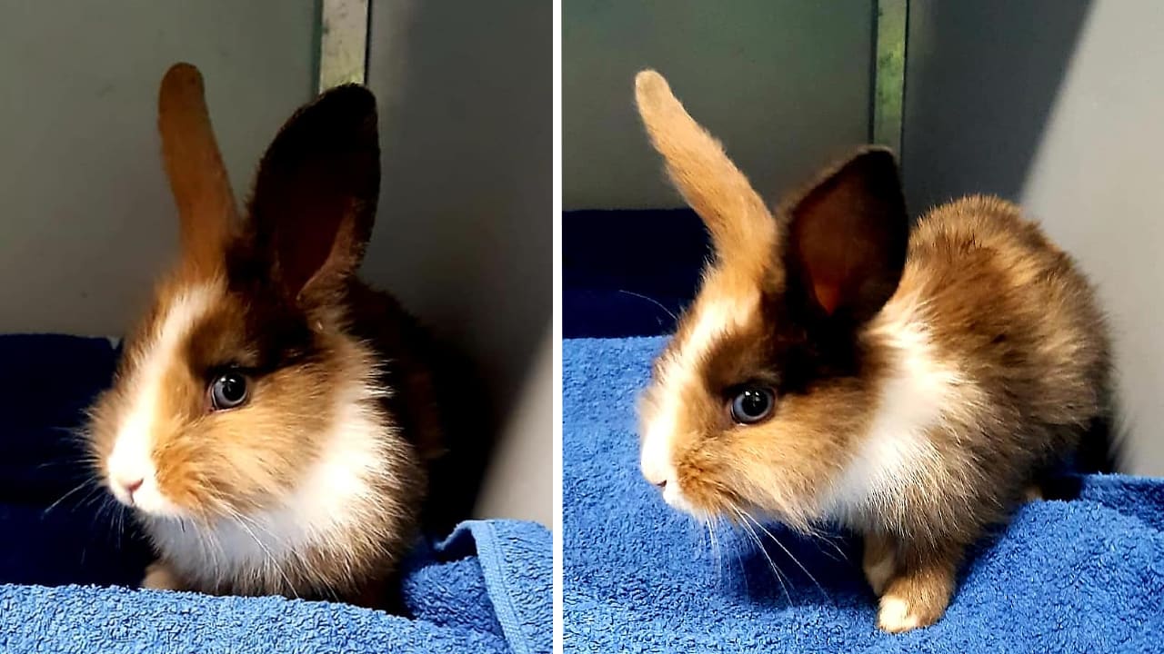 Babykonijntje met pootjes aan elkaar getapet in vuilnisbak gedumpt