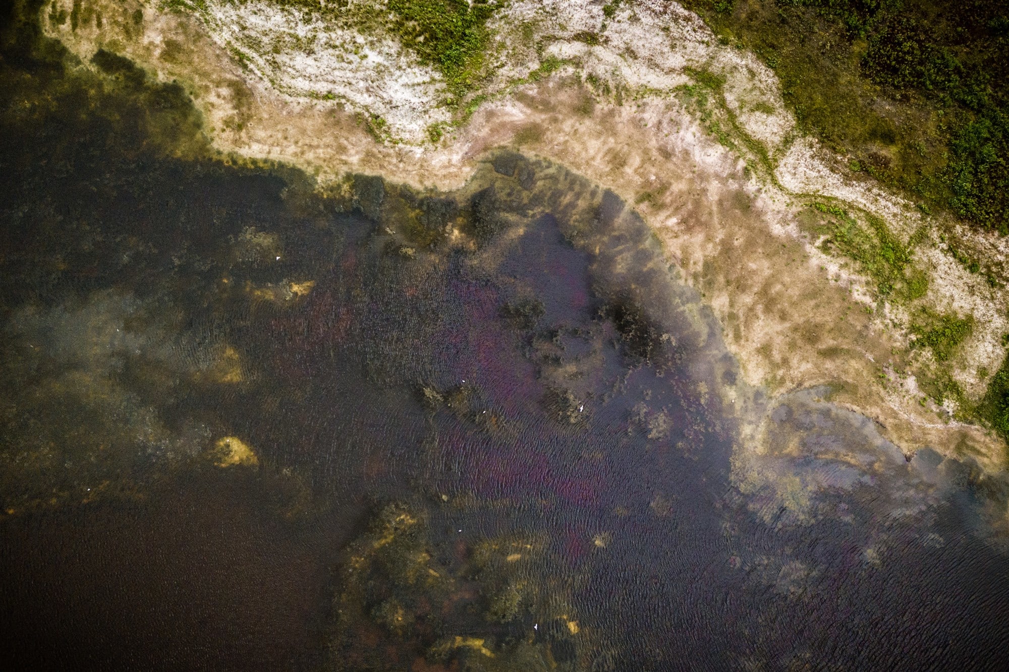 Zwemmers in natuurwater moeten oppassen voor blauwalg