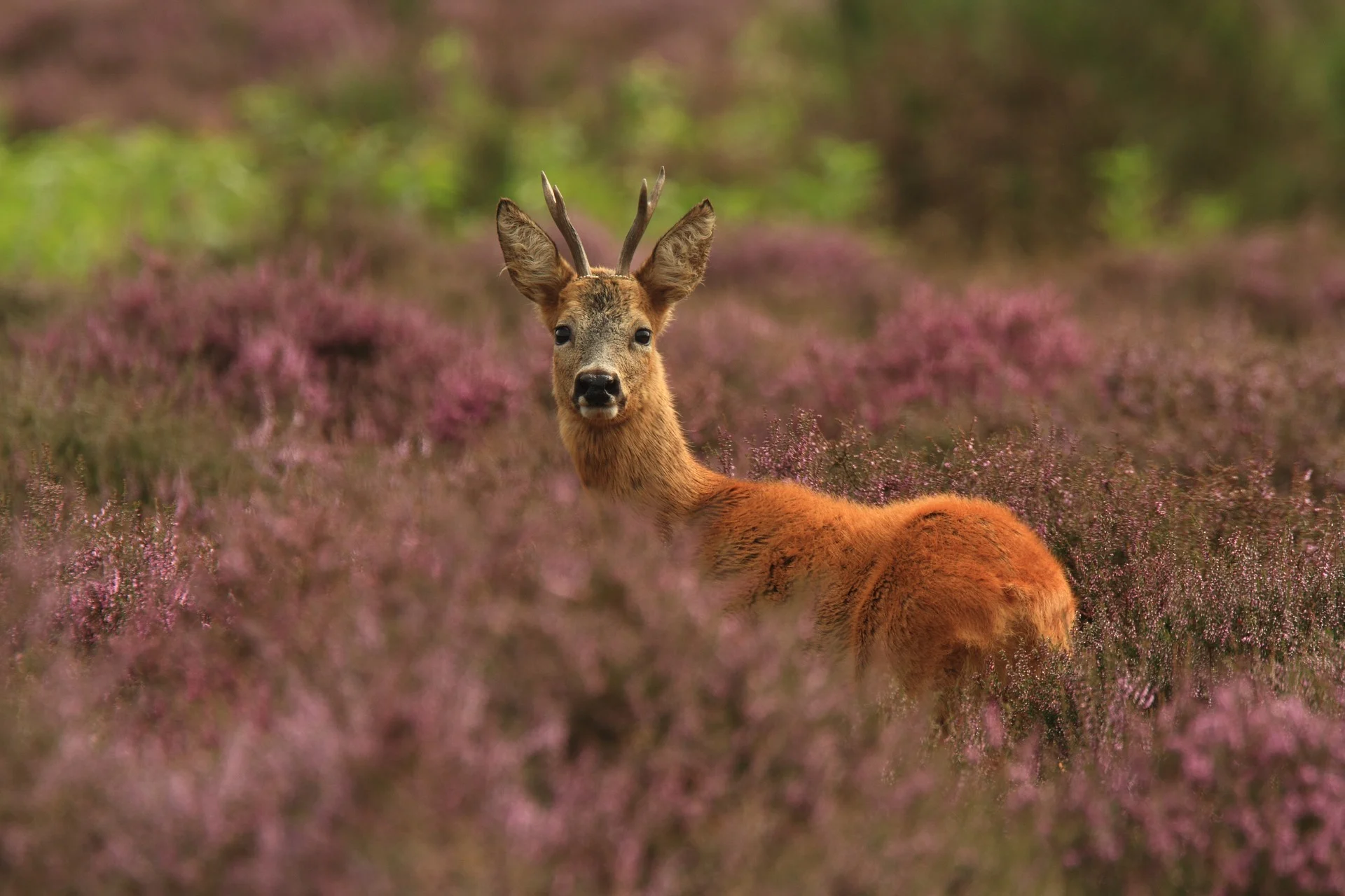 Hoofd doodgebeten reebok afgesneden door 'trofeeënverzamelaar'
