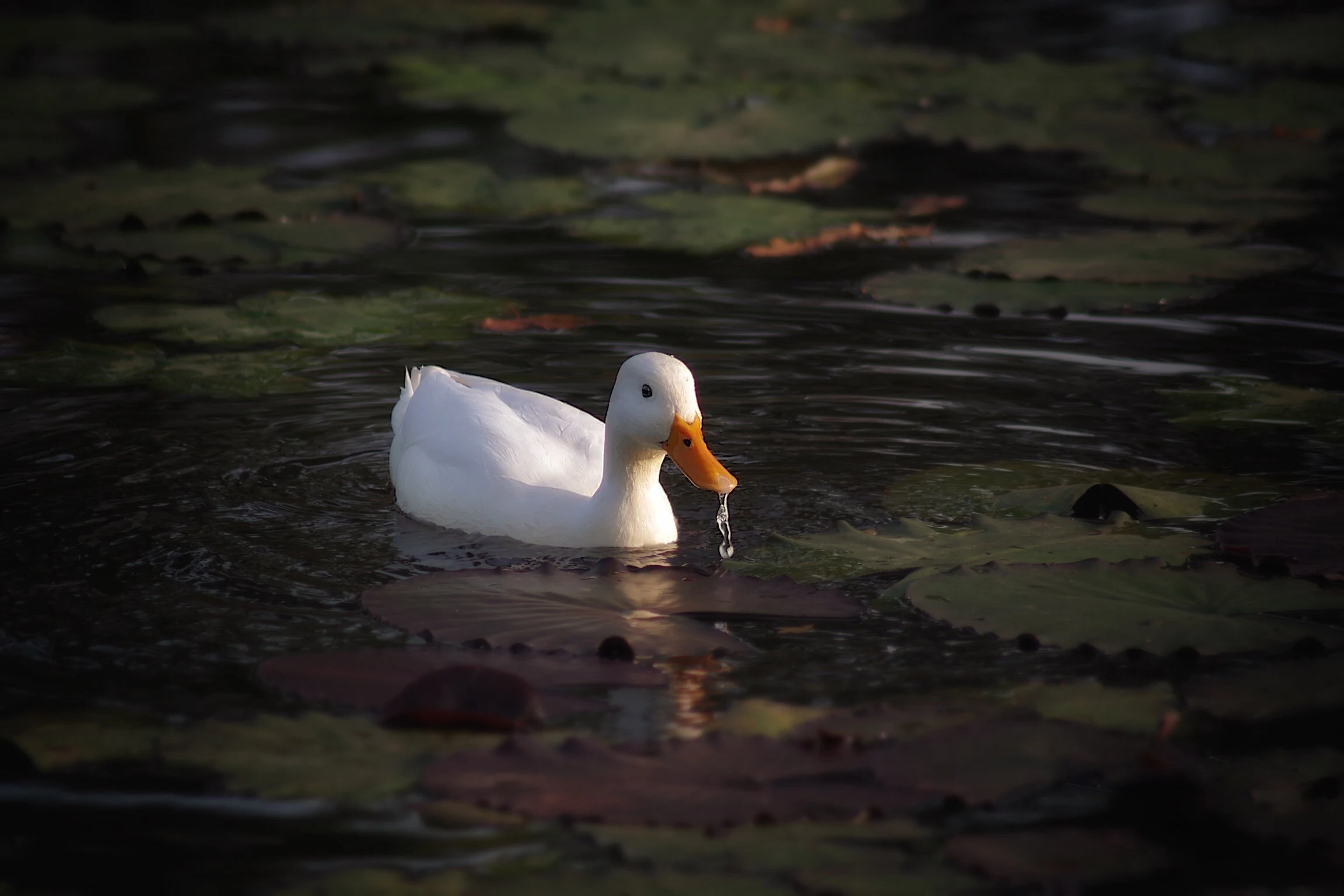 Eend ontvoerd bij school in Duiven: leerlingen in shock