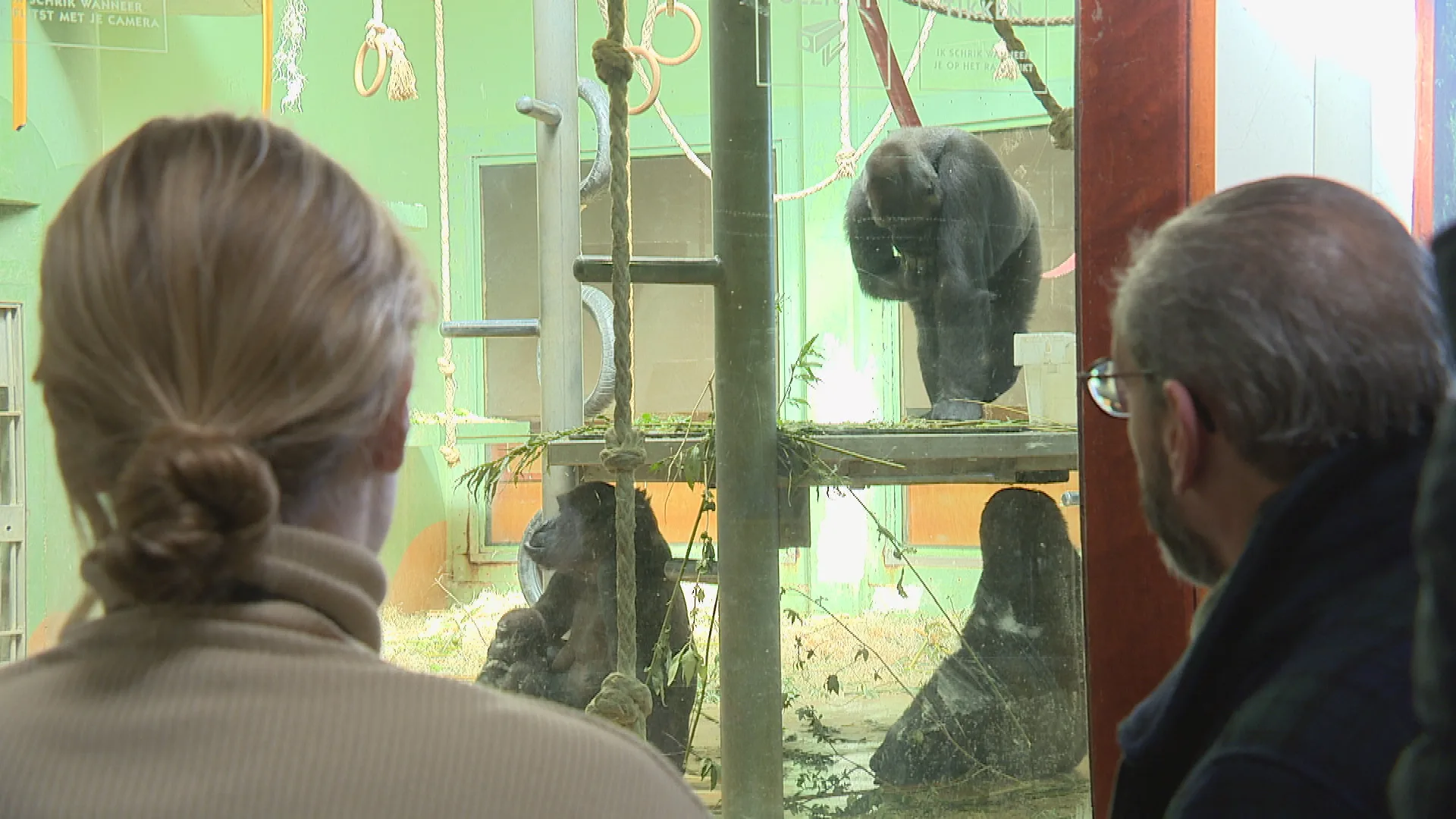 Apenverblijf Bokito weer open: 'Je merkt dat een leider mist' 