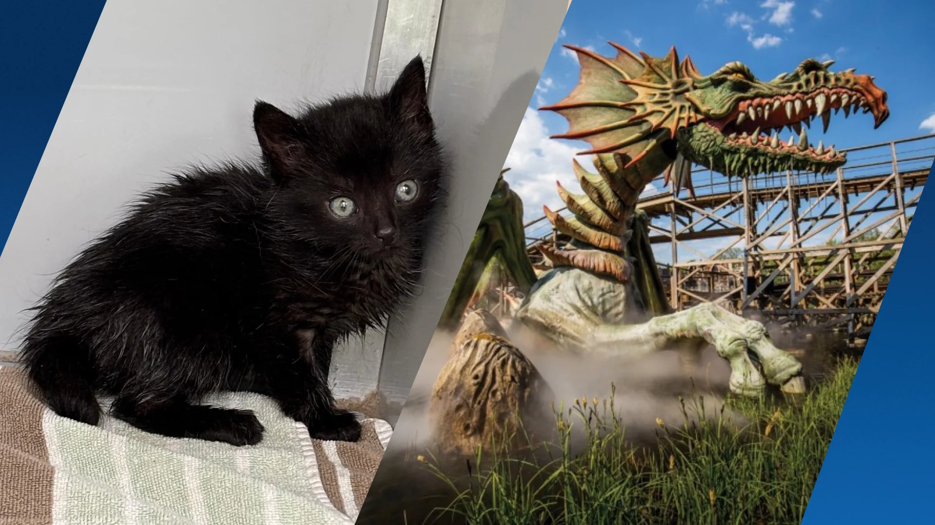 Bizar: kittens onder de olie gevonden in Efteling-achtbaan: ‘Ze stonken enorm’