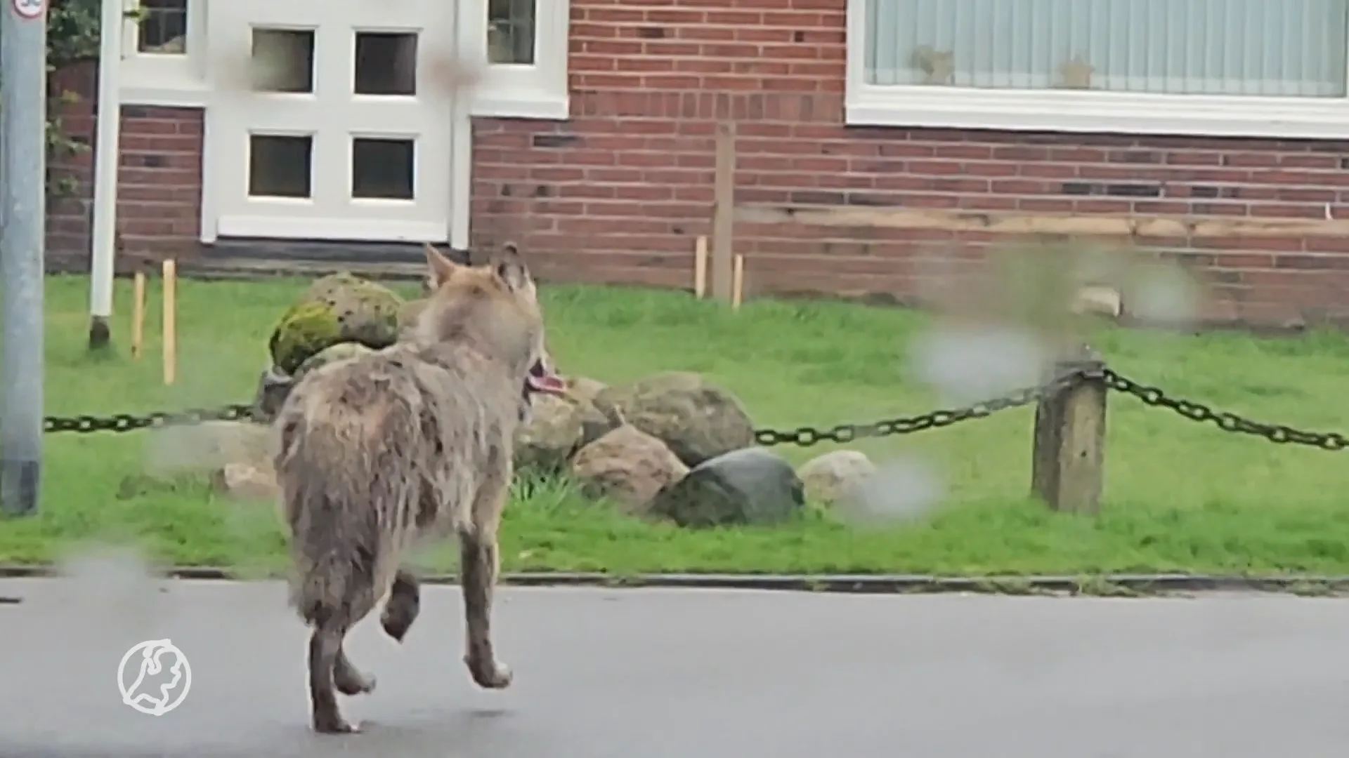 ZIEN: Wolf maakt ommetje door straten van Eelde