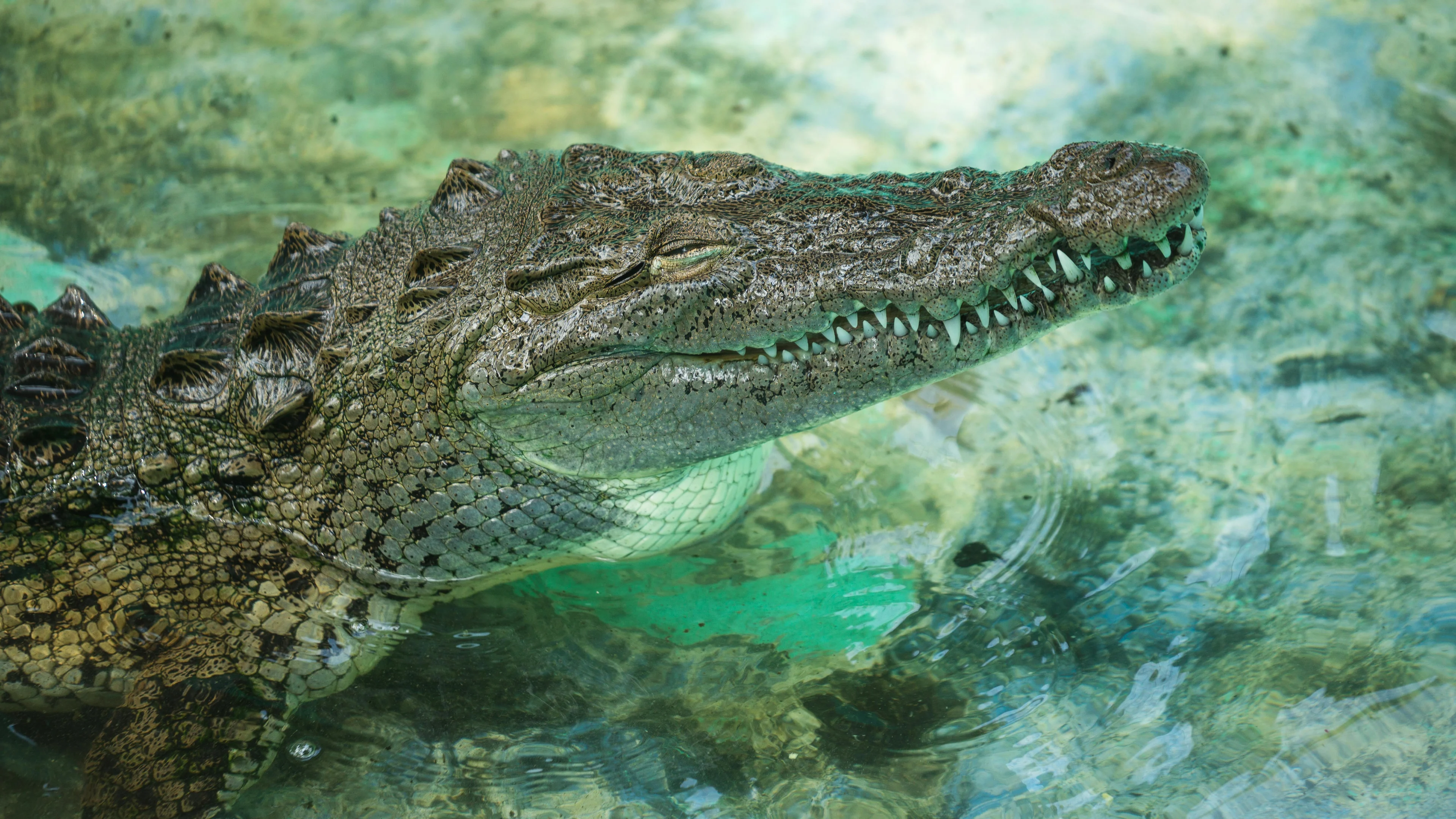Nederlandse experts vinden nog geen spoor van krokodil bij Bonaire