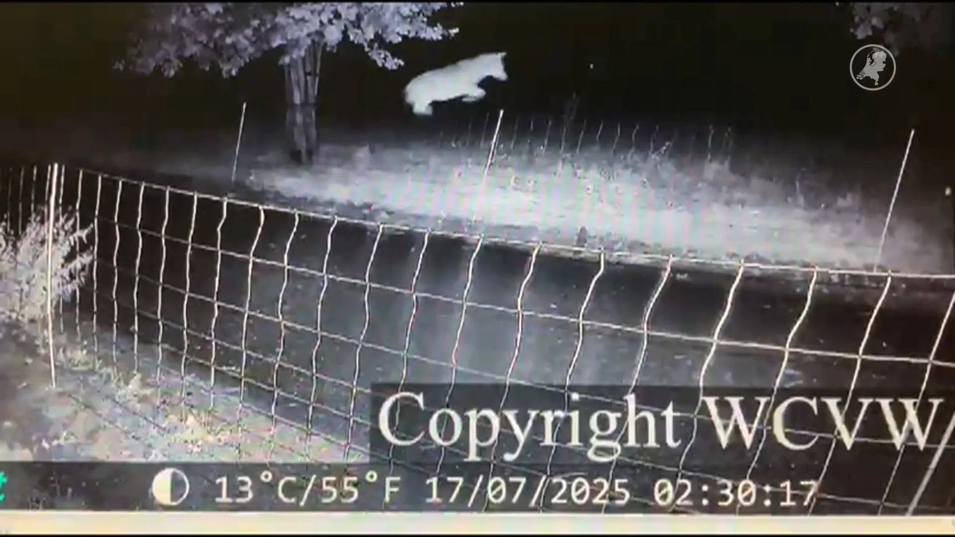 Unieke beelden: wolf springt over wolfwerend raster in Gelderland