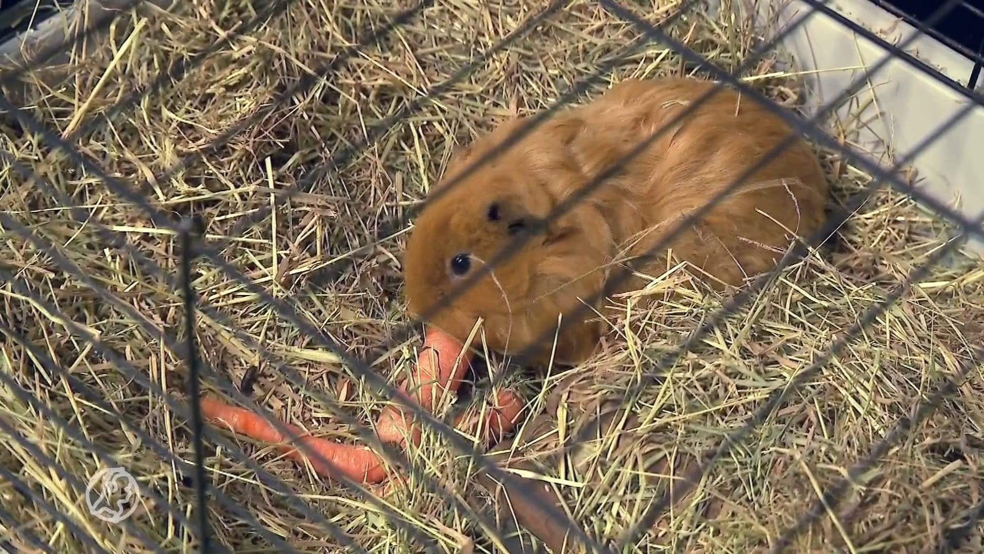 Opvang staat voor flinke klus: 600 verwaarloosde cavia's moeten herplaatst worden