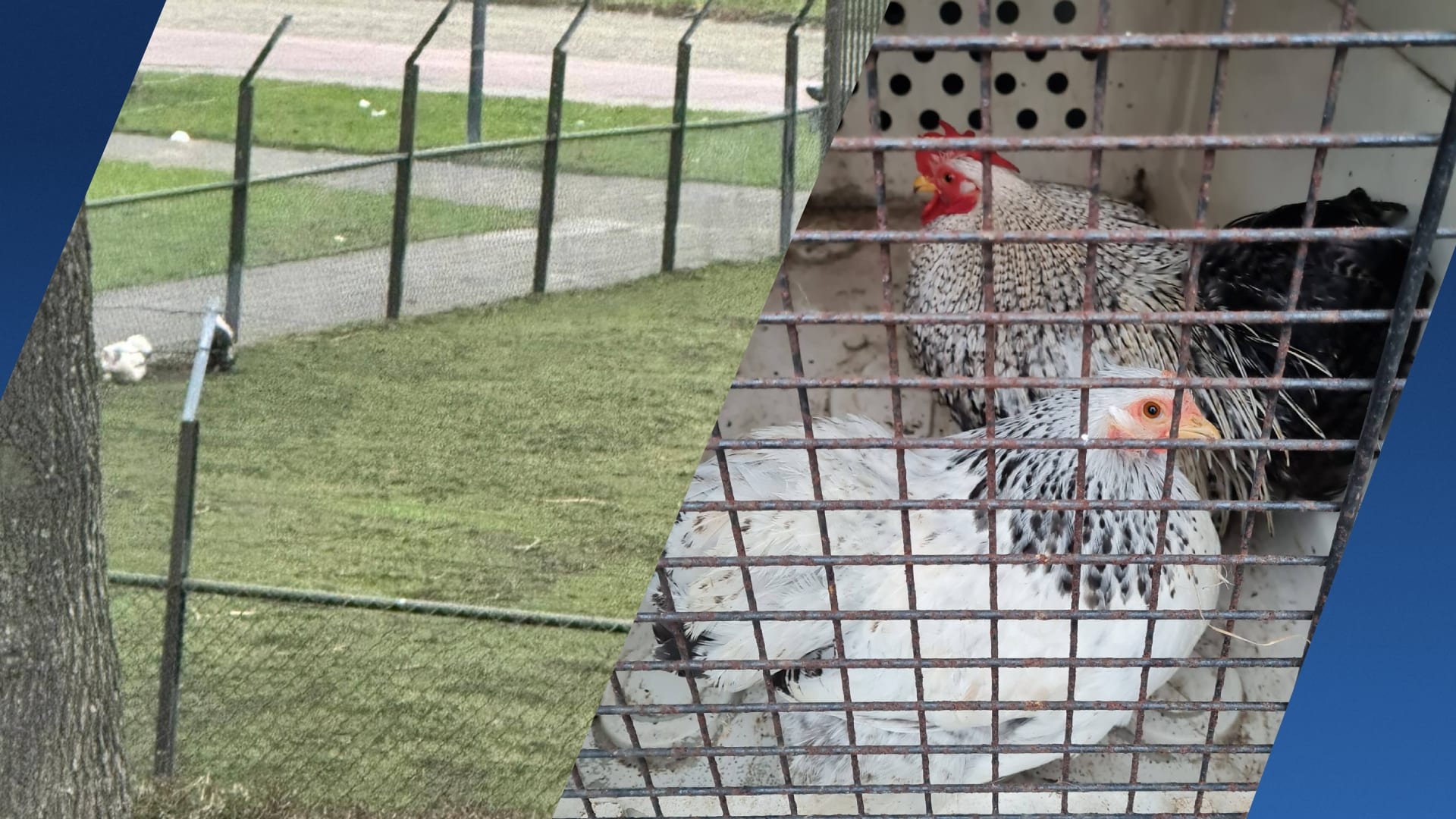 Kippen over hek gegooid en pizza tussen dieren: kinderboerderij Maassluis woest