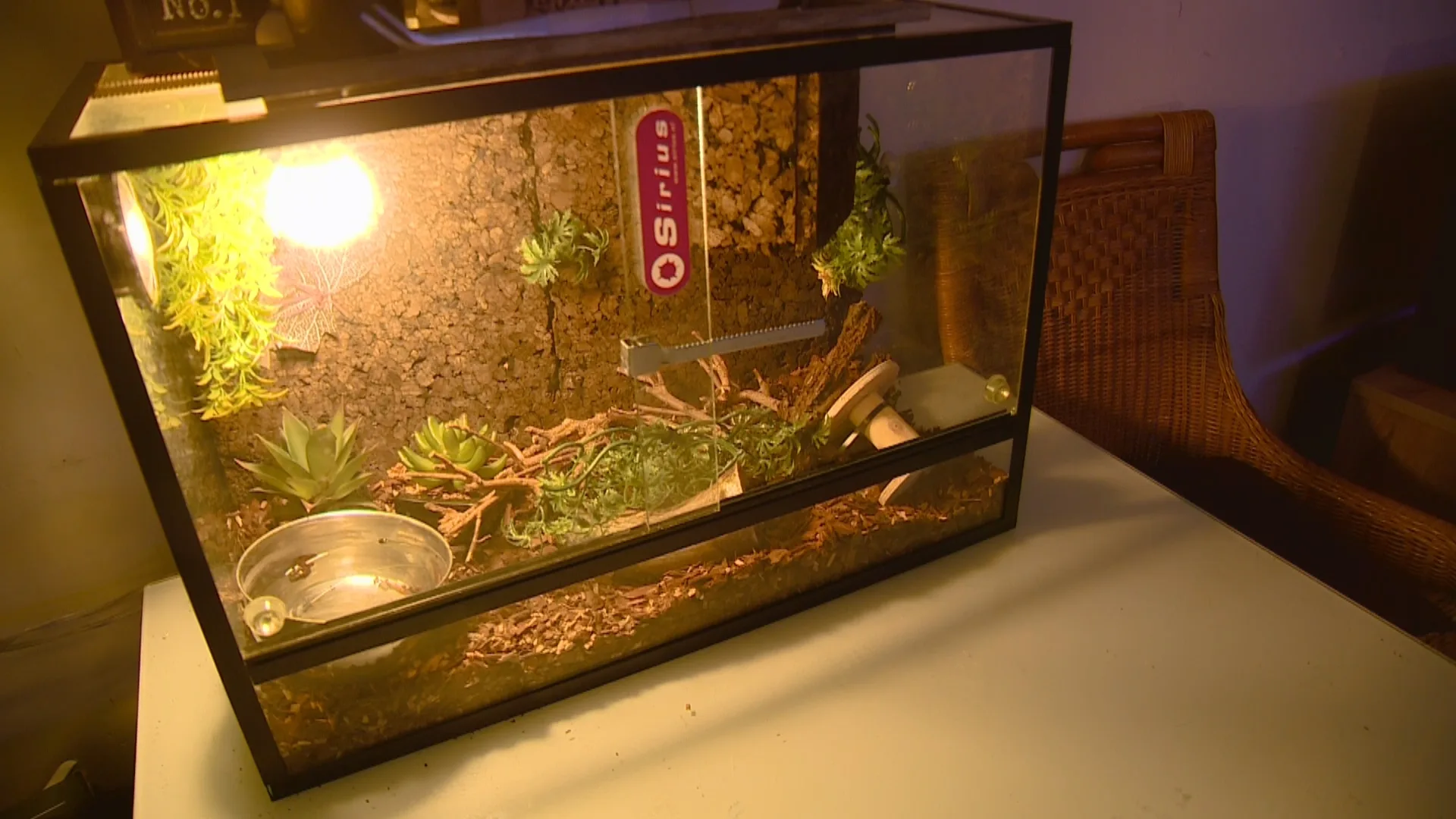 Eigenaar ontsnapte koningsslang in Roermond: 'Ik voerde een muis, maar zag geen beweging'