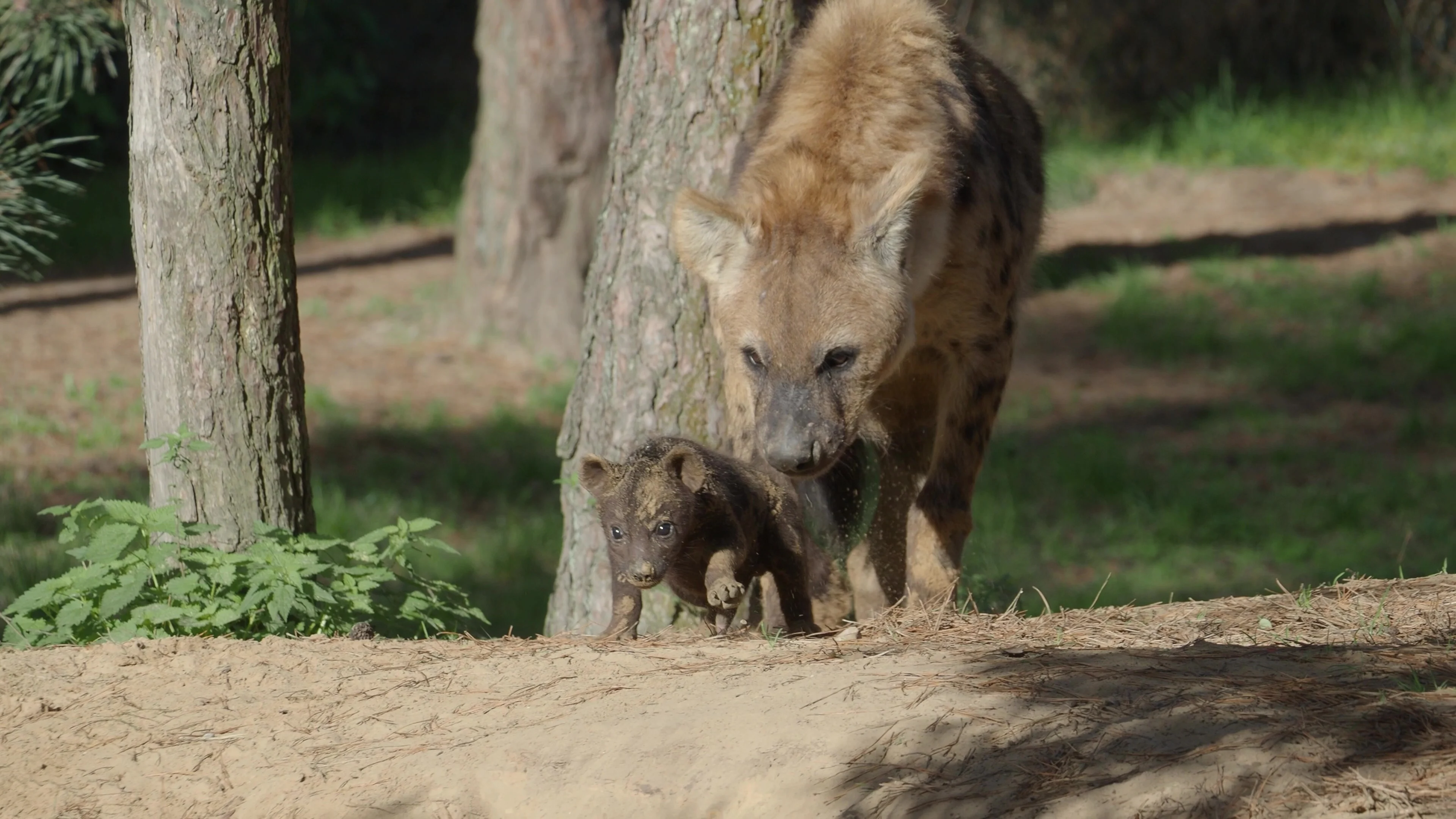Schattig: twee gevlekte hyena's geboren in Beekse Bergen