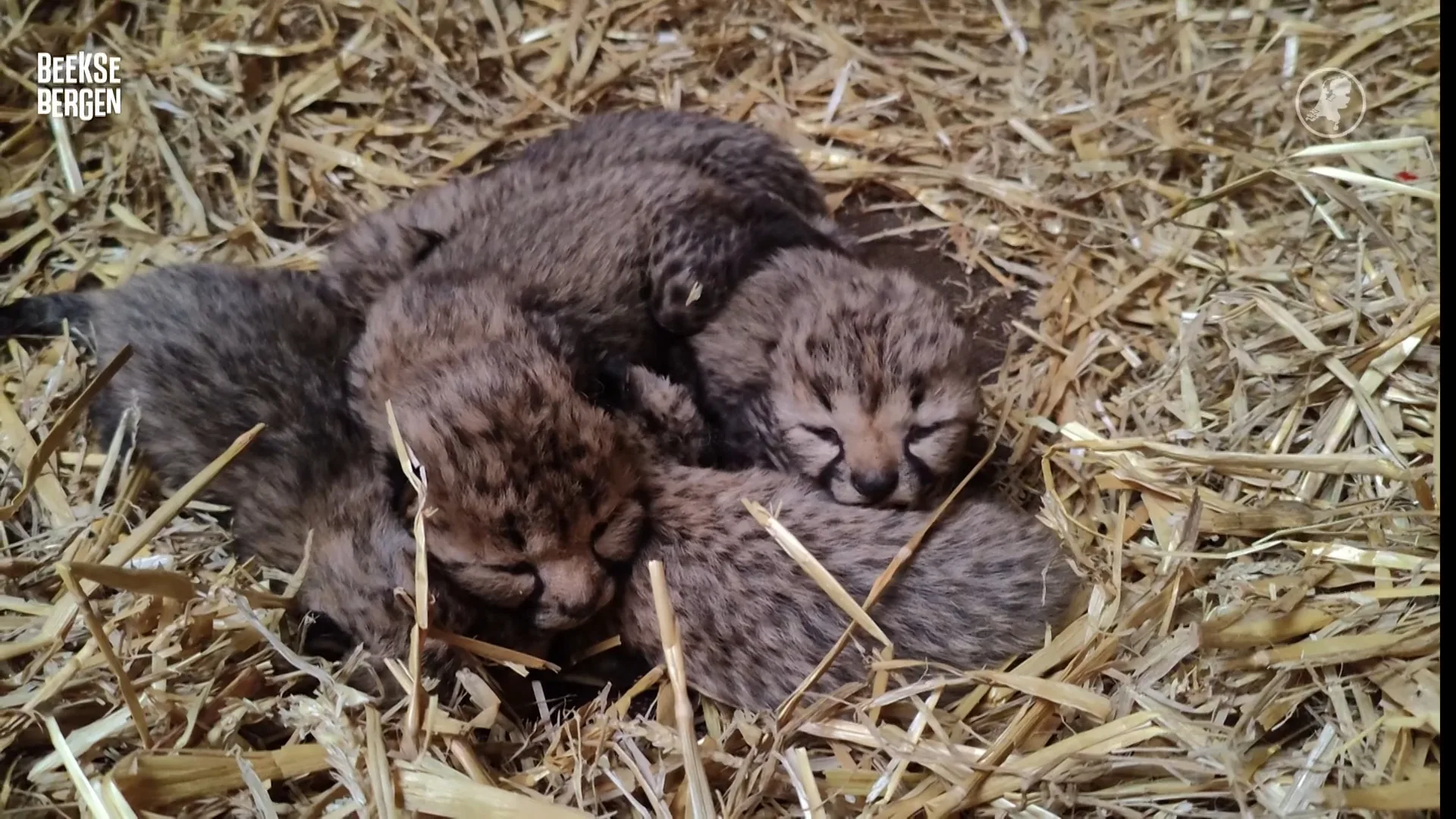Feest in Safaripark Beekse Bergen: vijf cheetawelpjes geboren