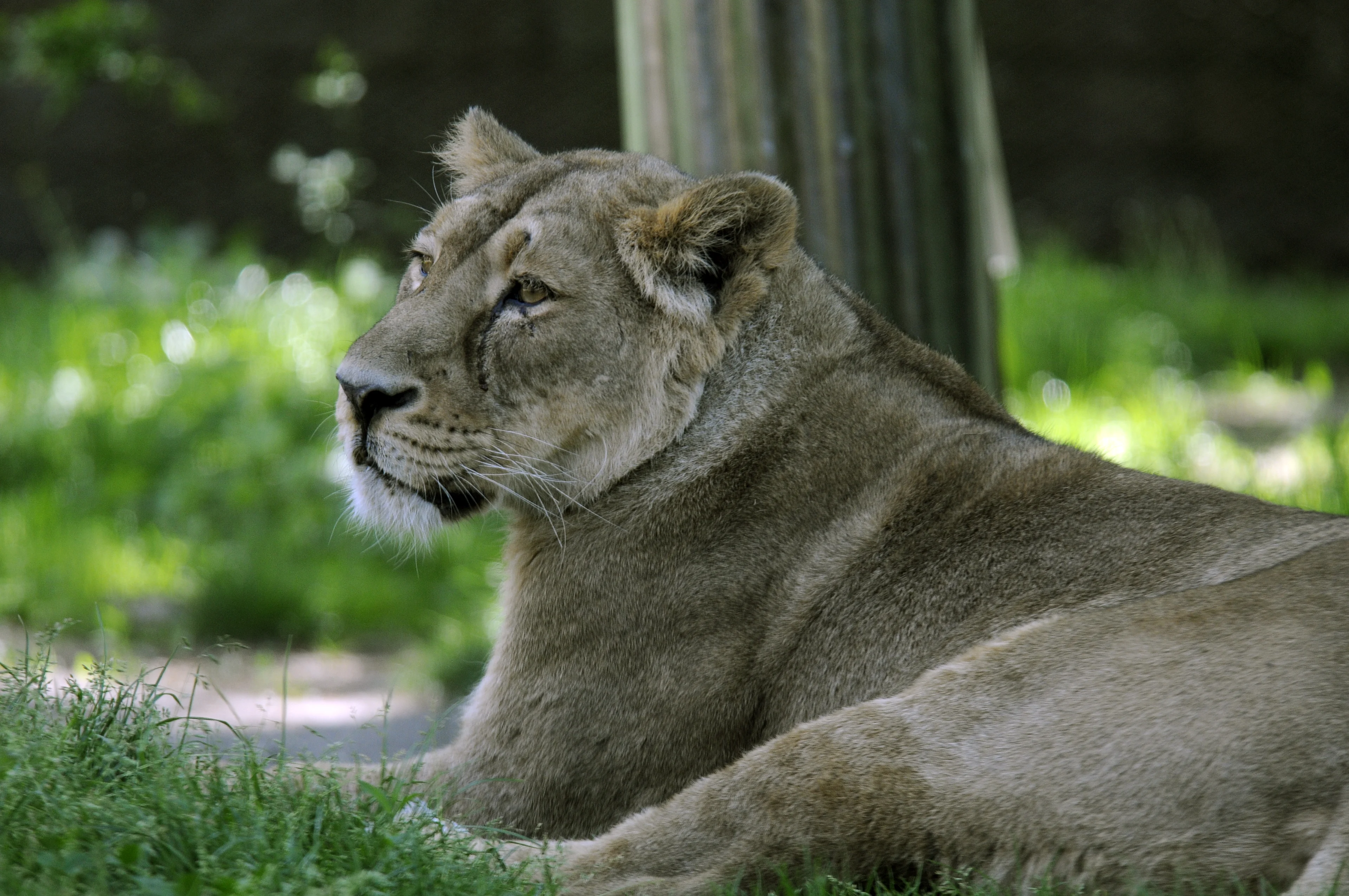 Leeuwin Lalana overleden aan leukemie in Diergaarde Blijdorp 