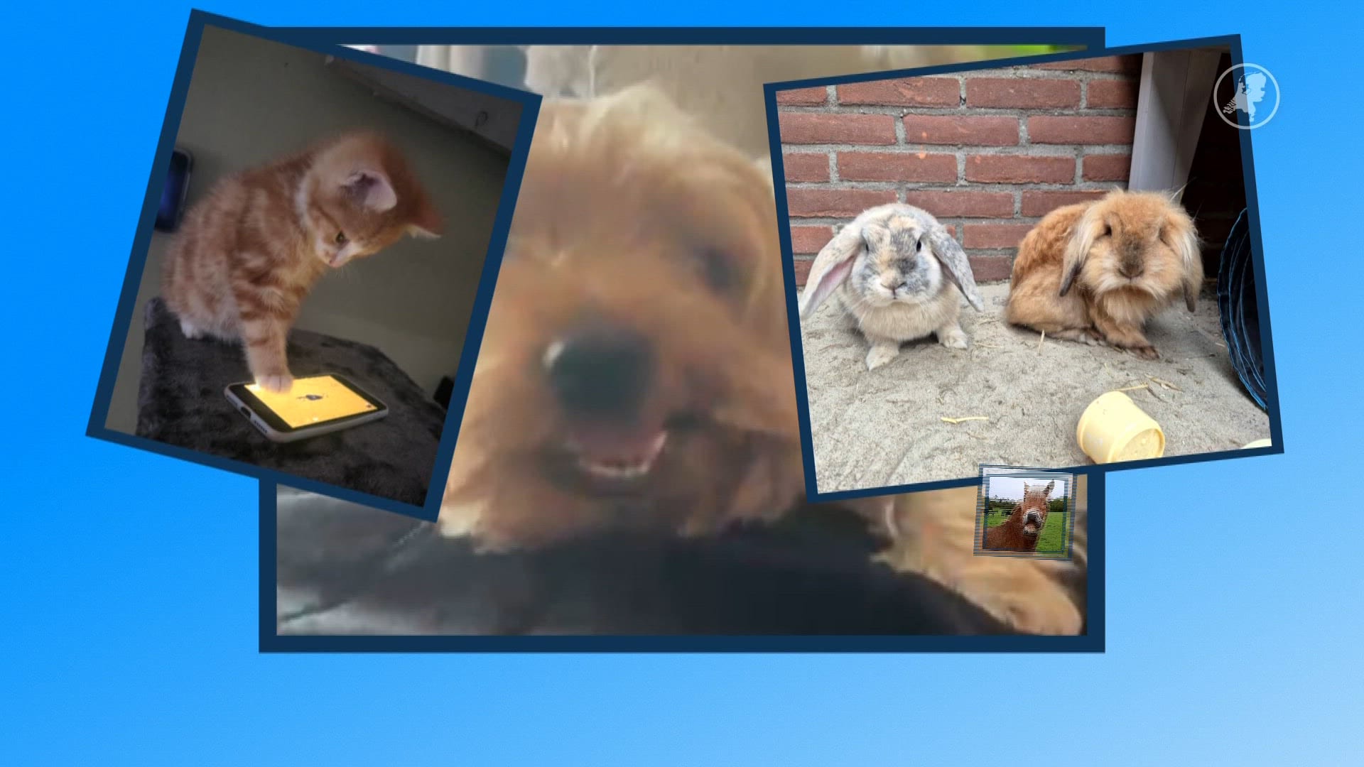 Het is dierendag! Zo leggen jullie je huisdier in de watten