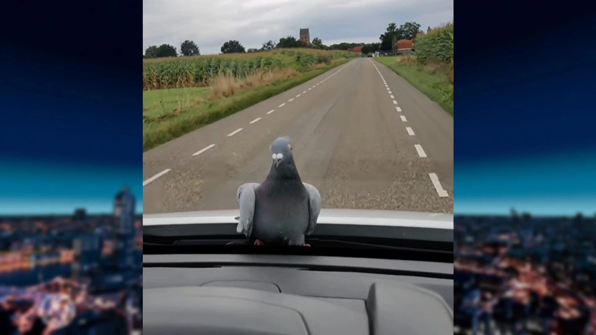 Duif lift kilometers mee op rijdende auto na gevecht met torenvalk 