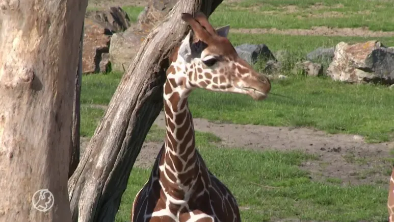 'Dierentuinen vrezen voor voortbestaan en vragen om noodpakket'