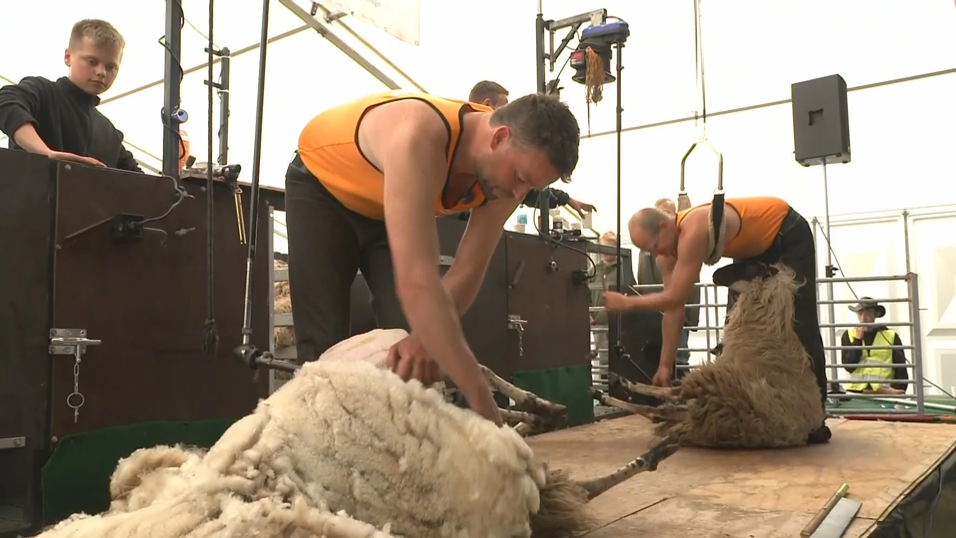 Bikkelen voor het goede doel: 24 uur lang schapen scheren