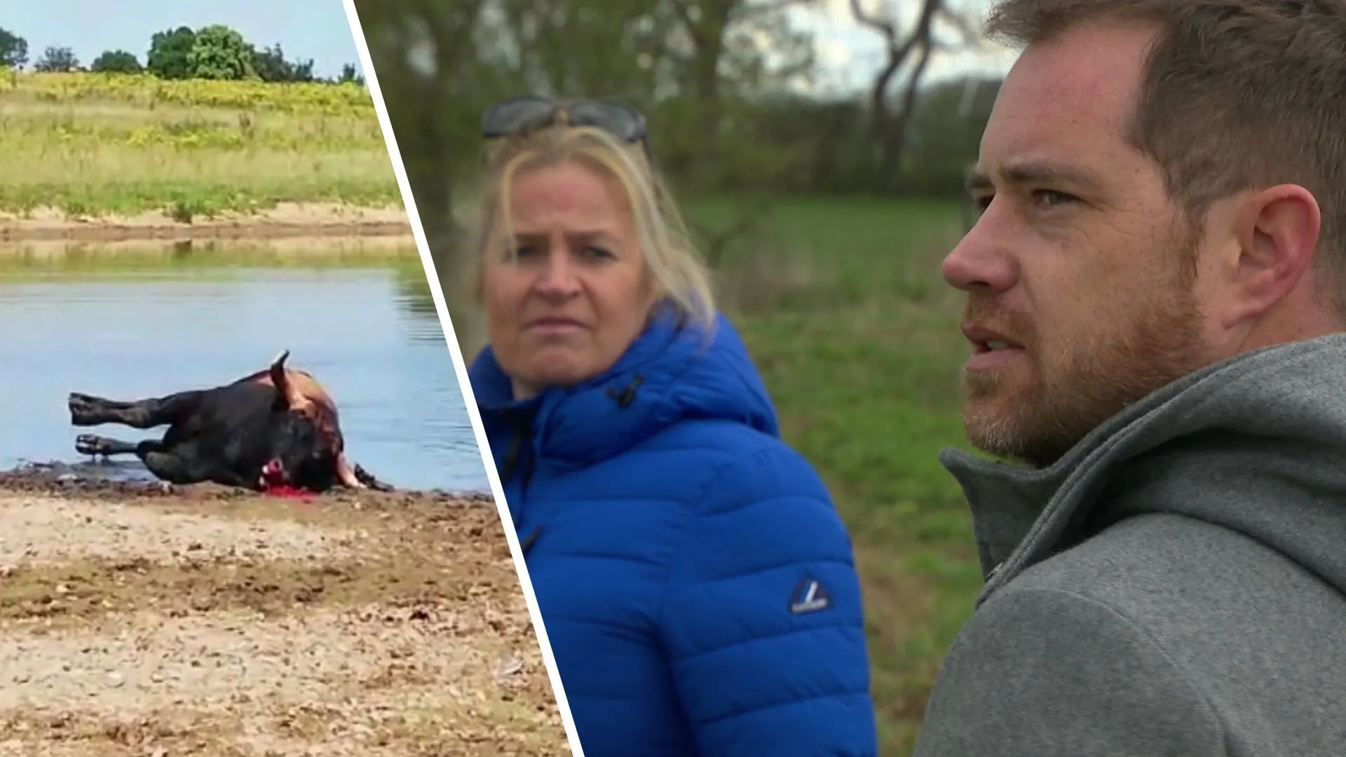 NVWA onderzoekt foutief doodschieten van twee grote oerrunderen