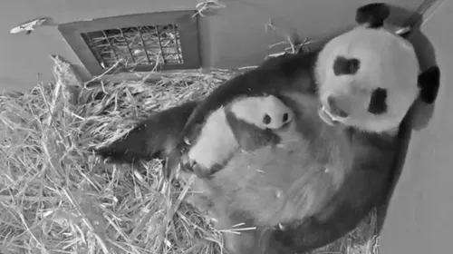 Pandajong Ouwehands Dierenpark draagt voortaan de naam: Fan Xing