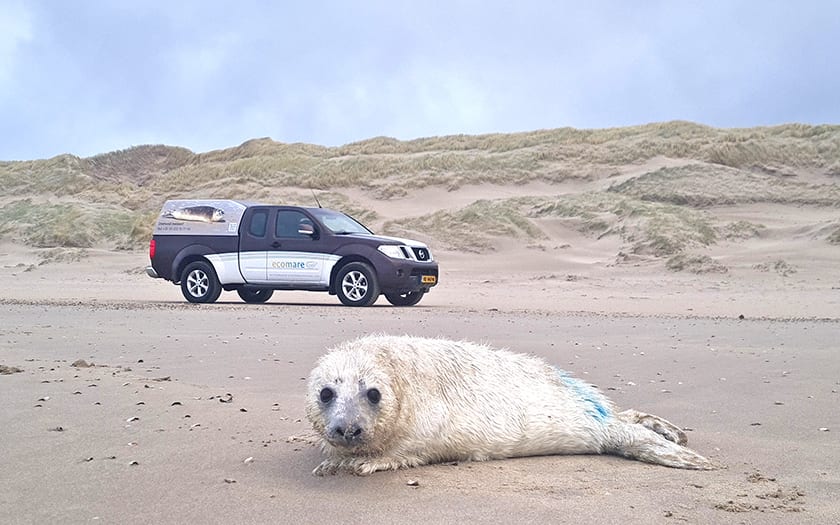 Pasgeboren zeehondenpups spoelen door storm aan op strand