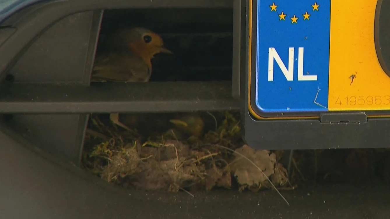 Arie vindt nestje roodborstjes achter zijn bumper: 'Paar honderd kilometer mee gereden'
