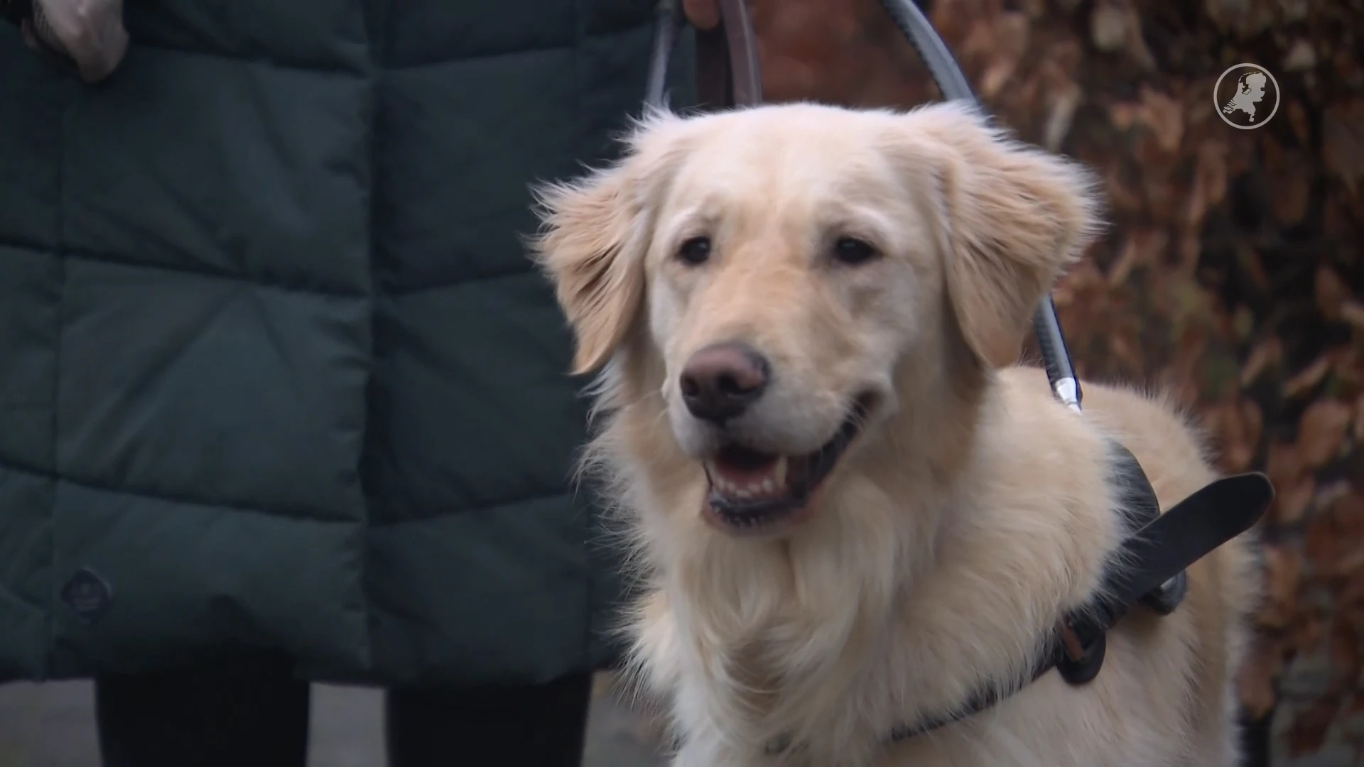 Geleidehond van Ilse schrikt van vuurwerk: "Ik ben bang dat ze afgekeurd wordt"
