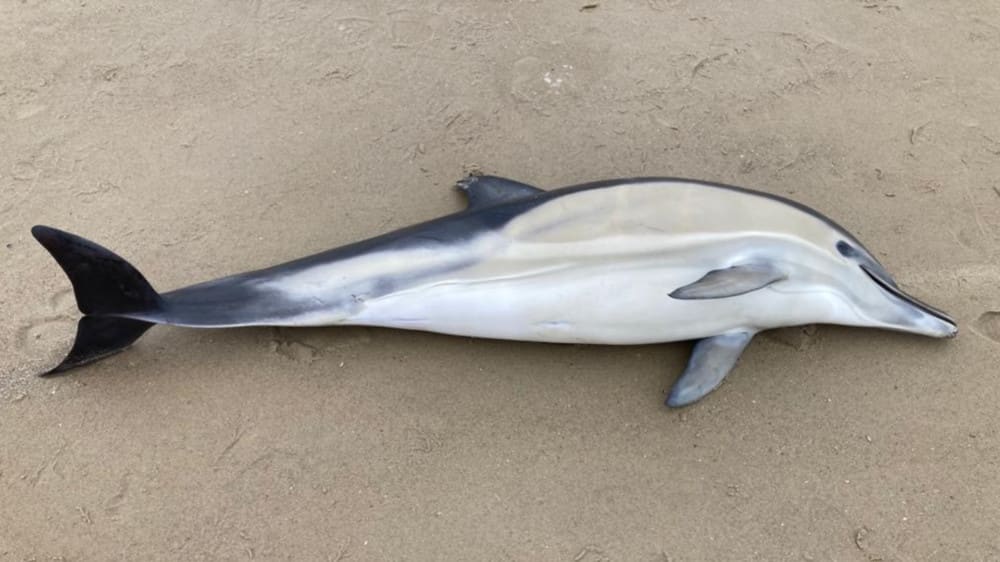 Dode dolfijnen leden aan ontstekingen in longen, hersenen en darmen