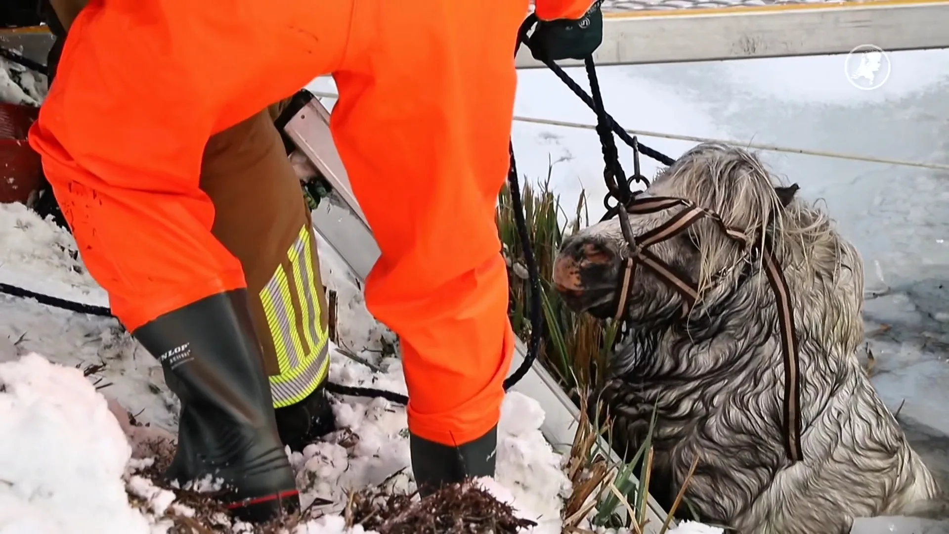 Brandweer redt pony uit ijskoude water in Meteren