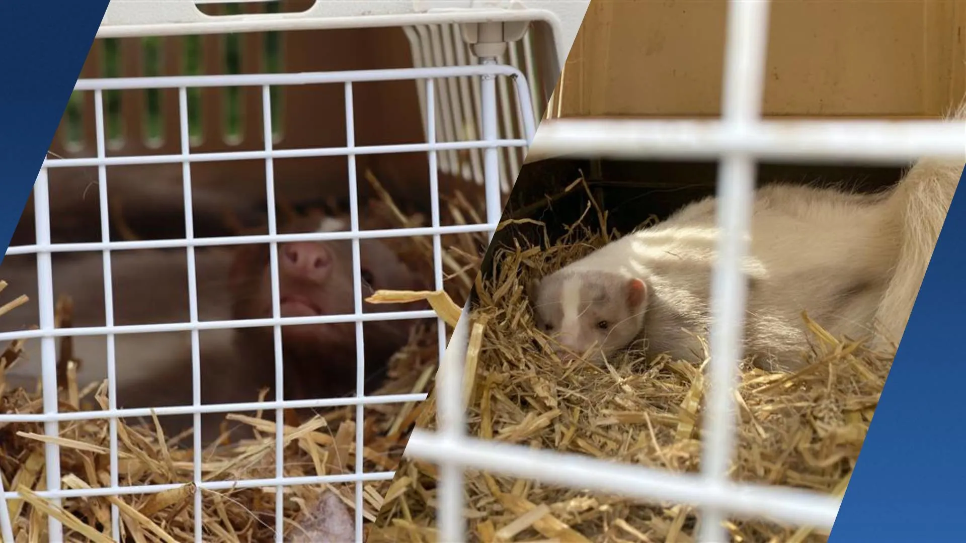 Vier stinkdieren overleden door verwaarlozing, Sjonnie en Snow nu gered