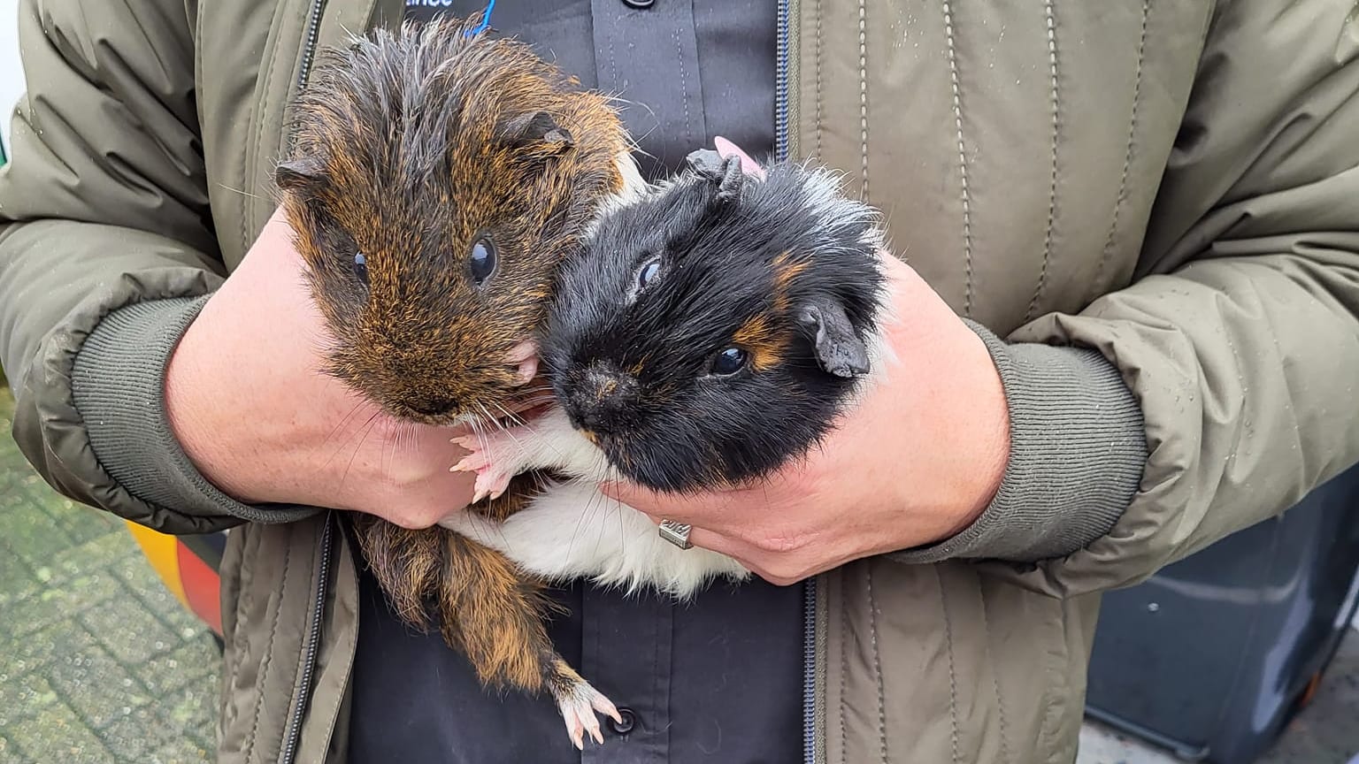 Cavia's 'weggegooid en natgeregend' op dijk: 'Heel verdrietig'