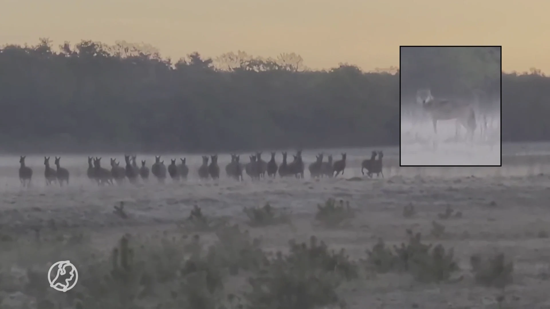 Unieke beelden: wolven jagen op edelherten op de Veluwe