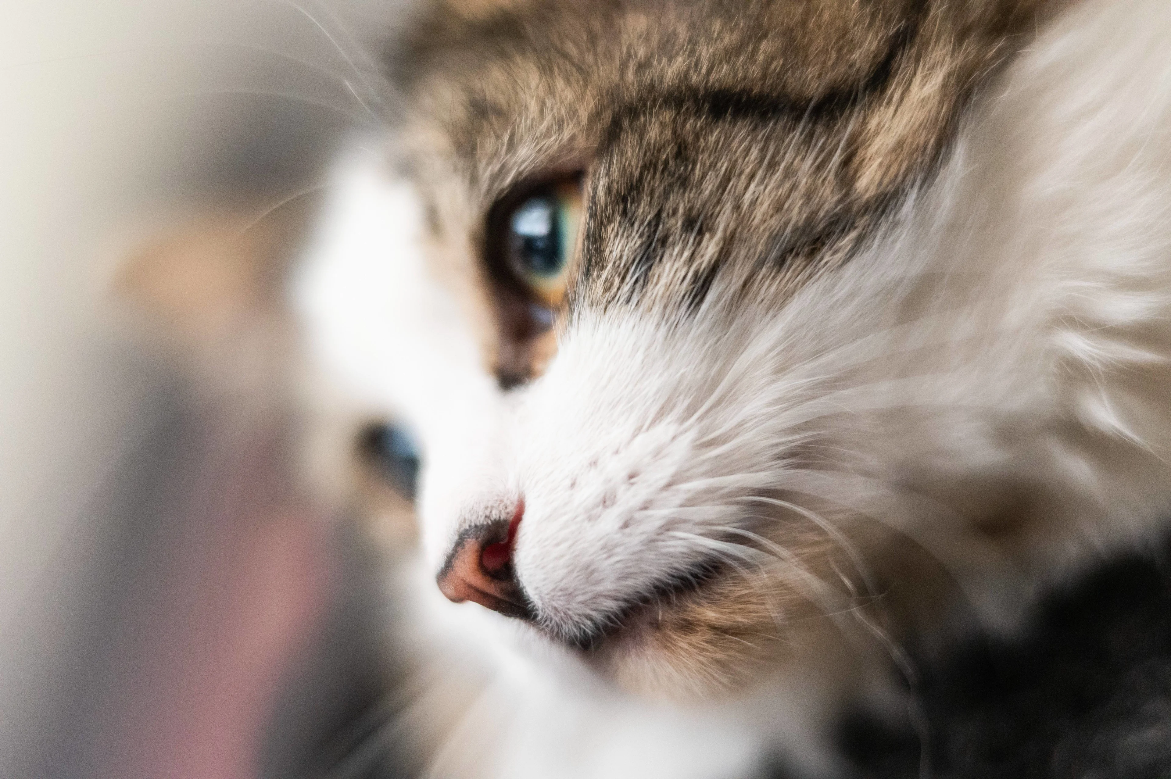 Politie onderzoekt gruwelijke mishandeling van katten in Wassenaar