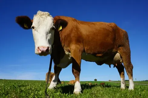 Insect op koeienmenu geeft mogelijk minder uitstoot