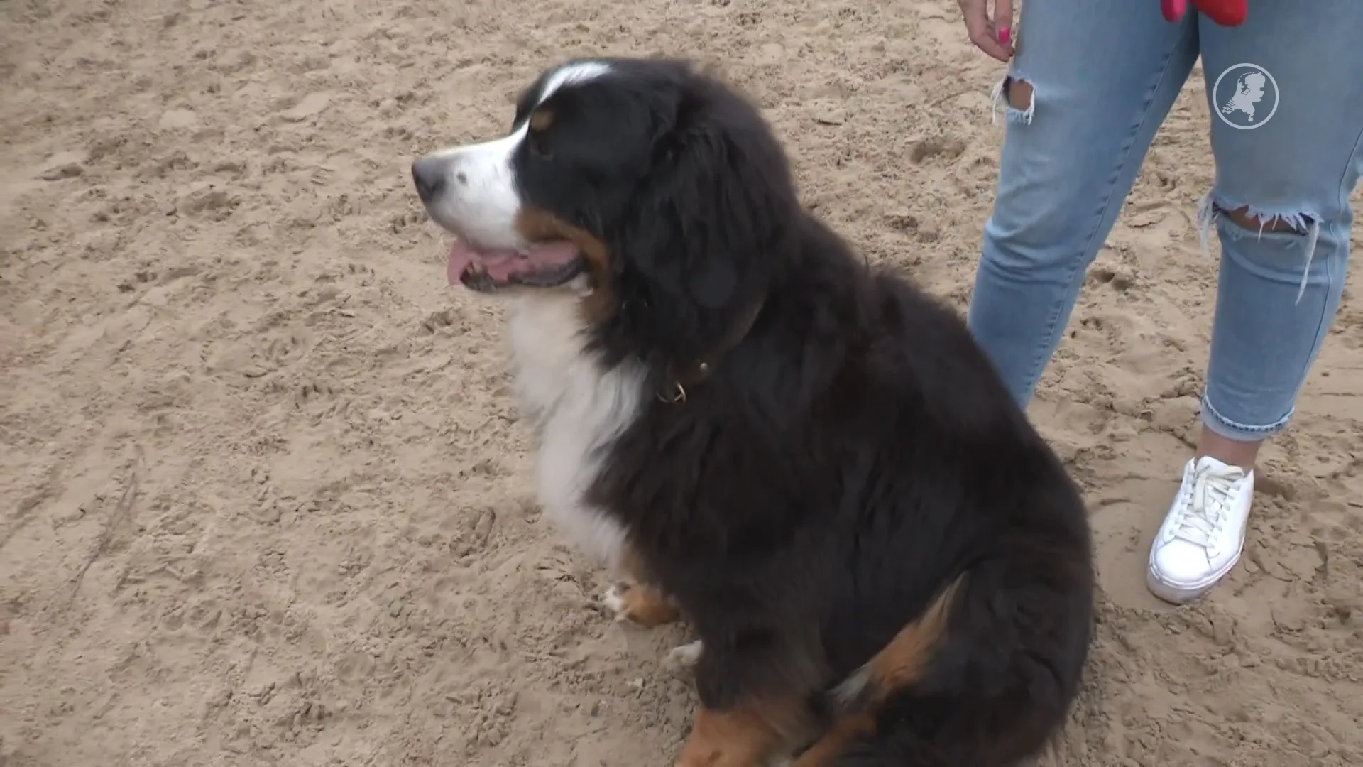 Hond Billie heeft kanker, maar is na chemokuur weer helemaal de oude