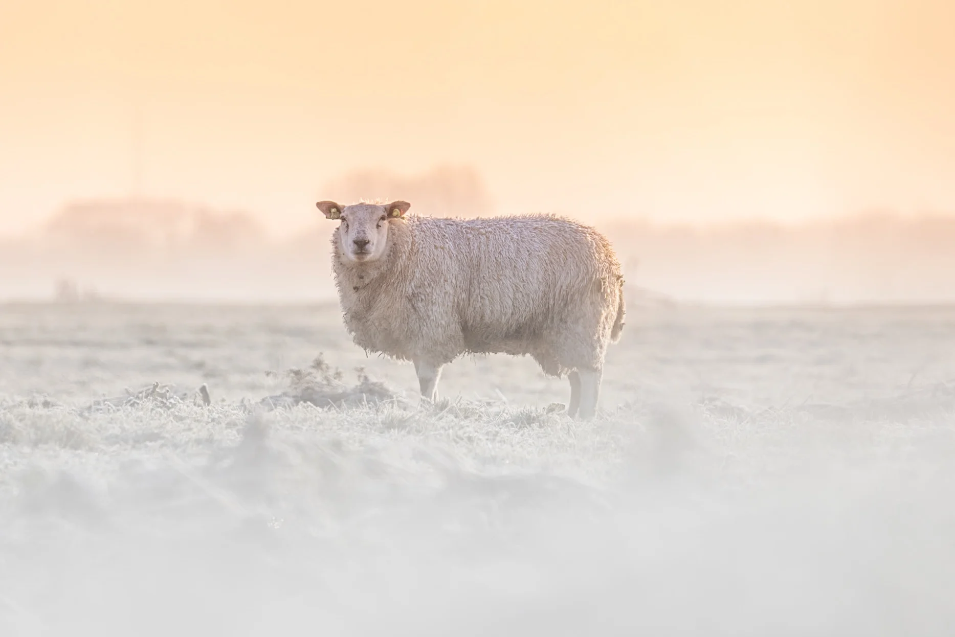 Eerste officiële matige vorst: temperatuur zakt naar -5,5 graden