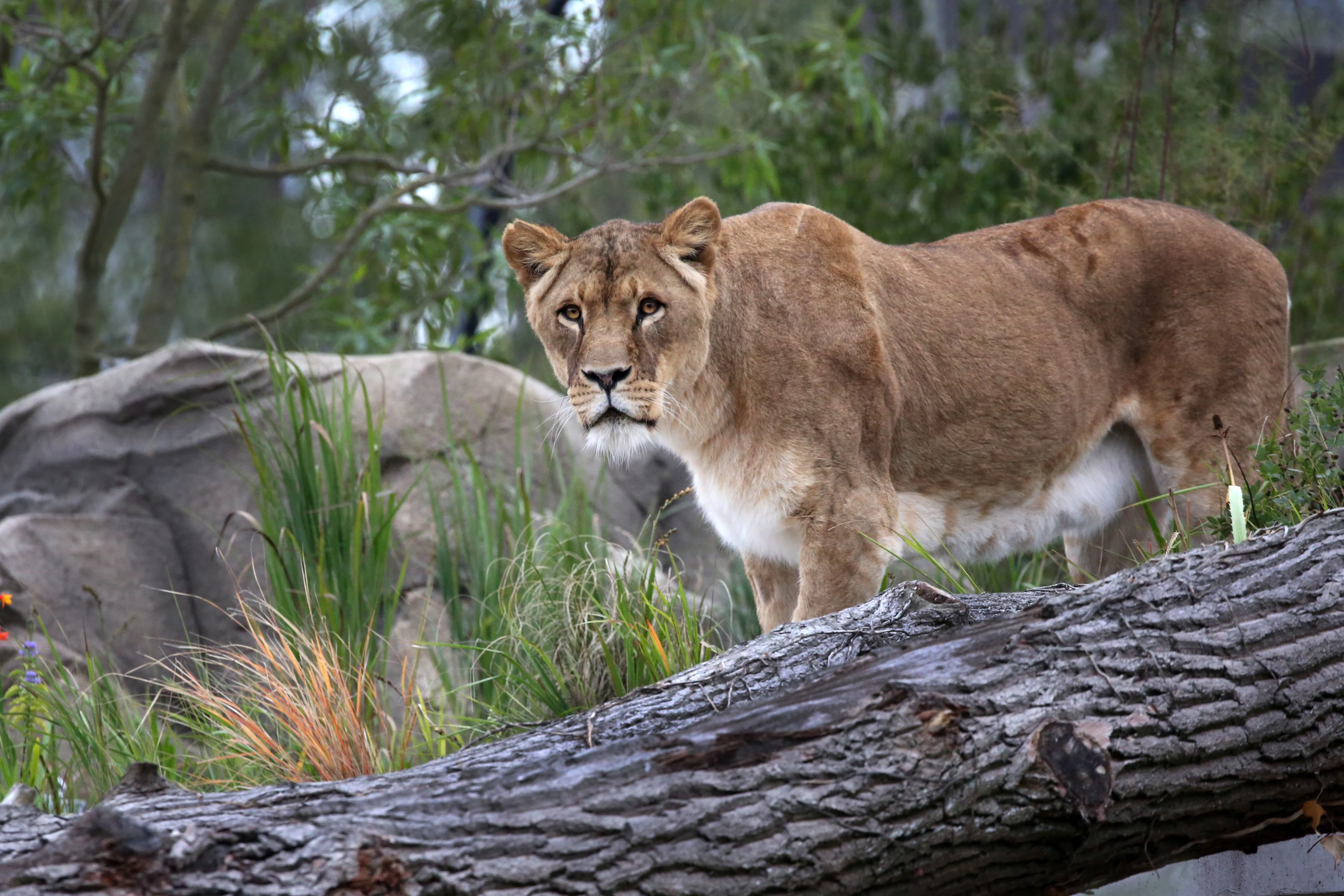 ZIEN: Leeuwen in ARTIS mogen eindelijk hun nieuwe grote verblijf in