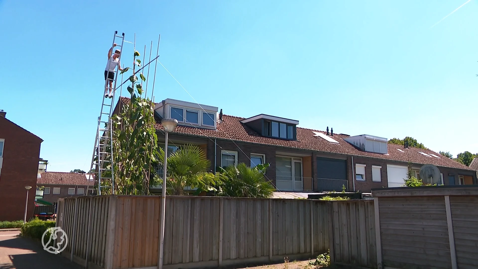 Jeroen uit Enschede kweekt zonnebloem van dik 7 meter lang: 'Het is mijn levenswerk'