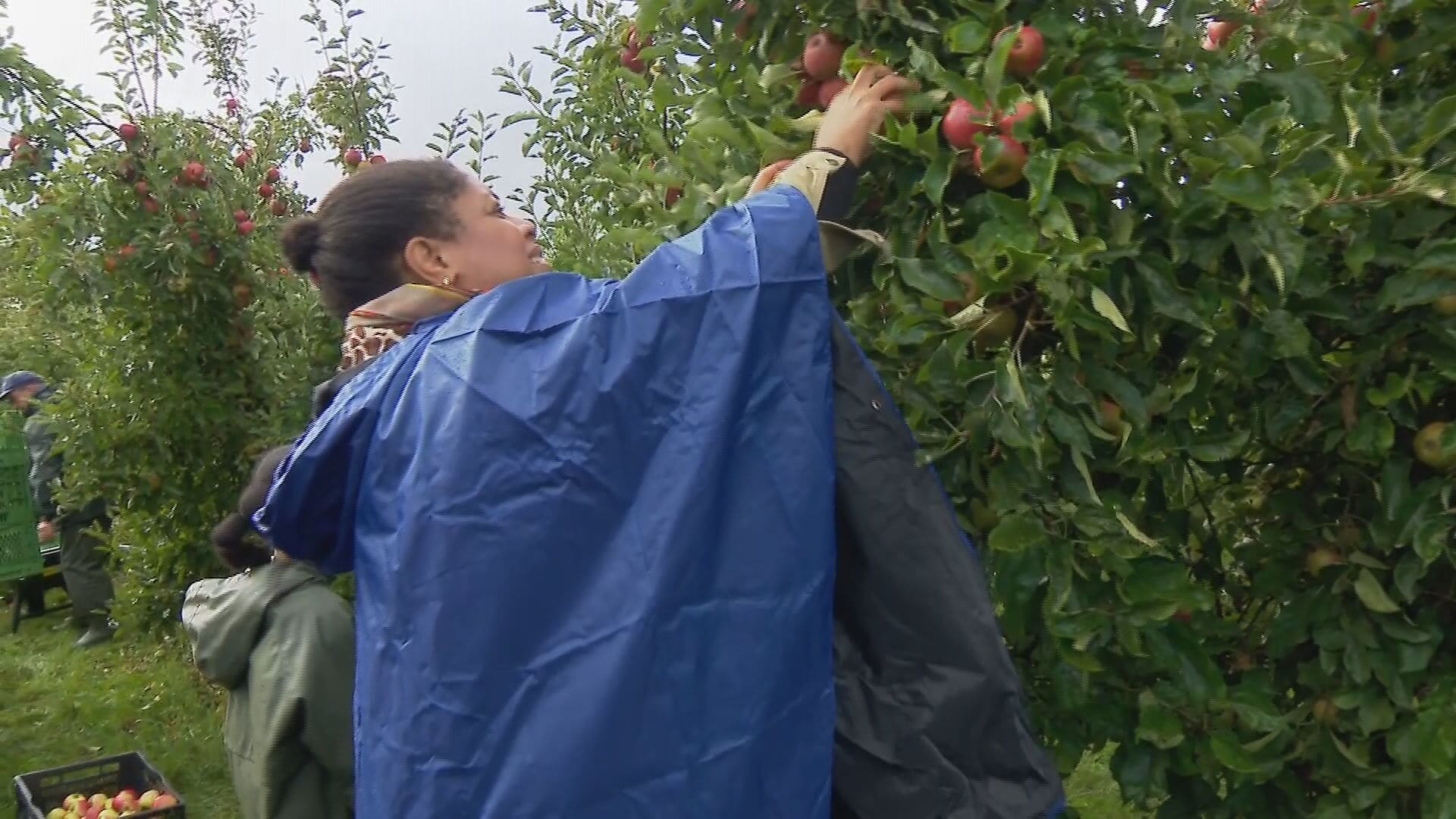 'Afgeschreven' fruit plukken voor de voedselbank: 'Mensen moeten gezond kunnen eten'